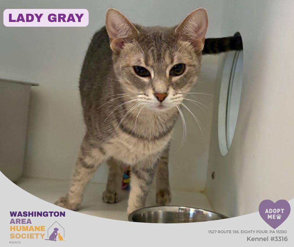 Enlarge Lady Gray, a ADOPTABLE mixed breed in Eighty Four, PA image 1/3