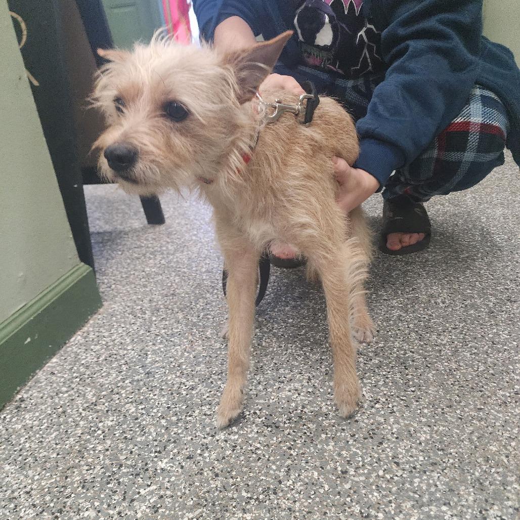 Shaggy, Adoptable, Young Male Terrier.
