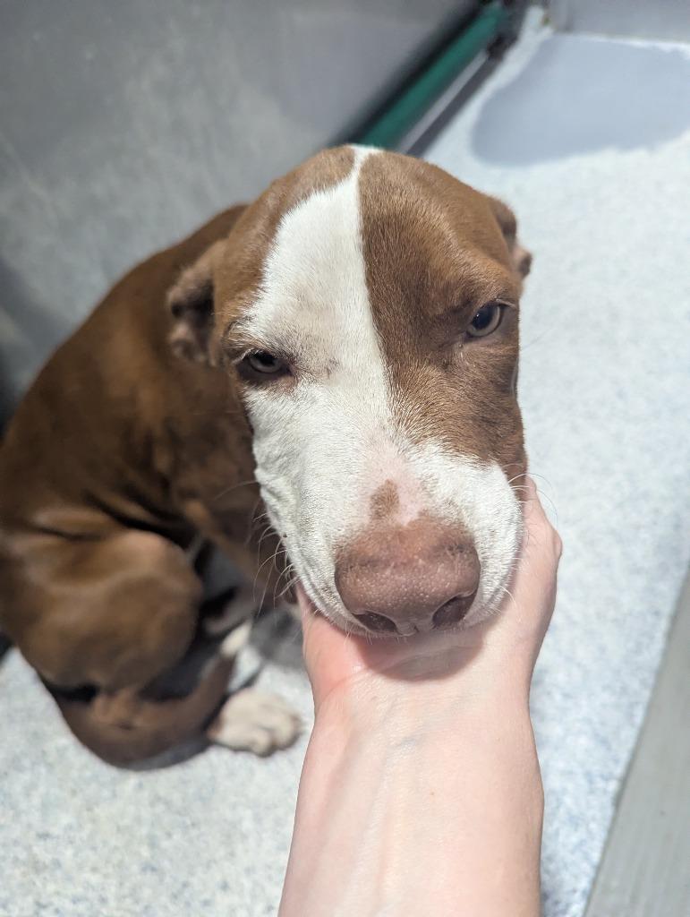 WeeBunBun Onion, Adoptable, Adult Female Pit Bull Terrier.