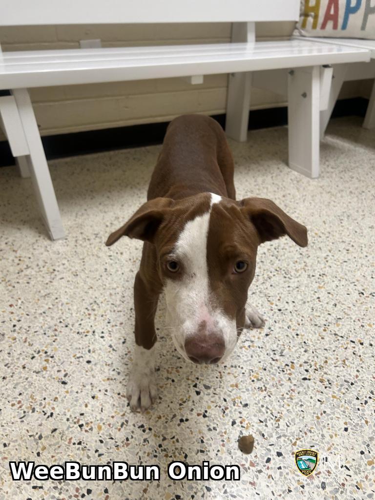 WeeBunBun Onion, Adoptable, Adult Male Pit Bull Terrier.