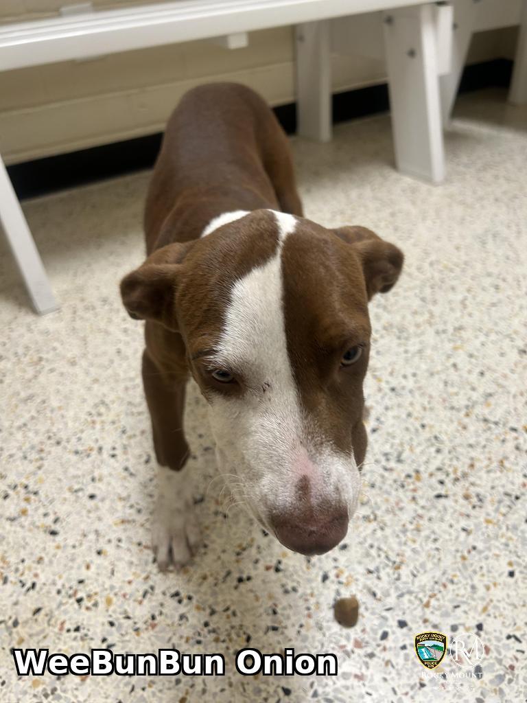 Enlarge WeeBunBun Onion, a Adoptable Pit Bull Terrier in Rocky Mount, NC image 2/2