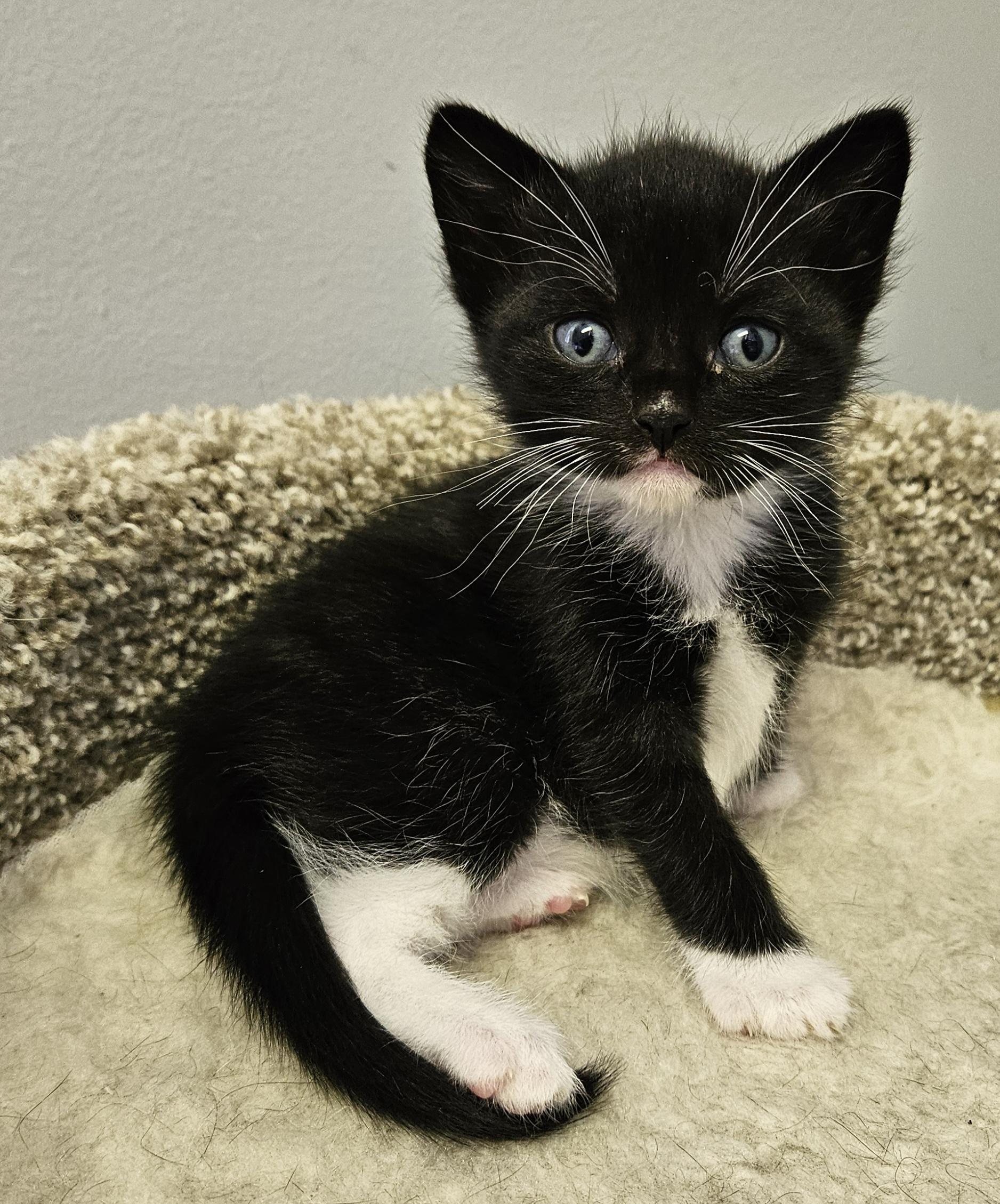 Cooper, an adopted Domestic Short Hair in Brockport, NY image 6/6