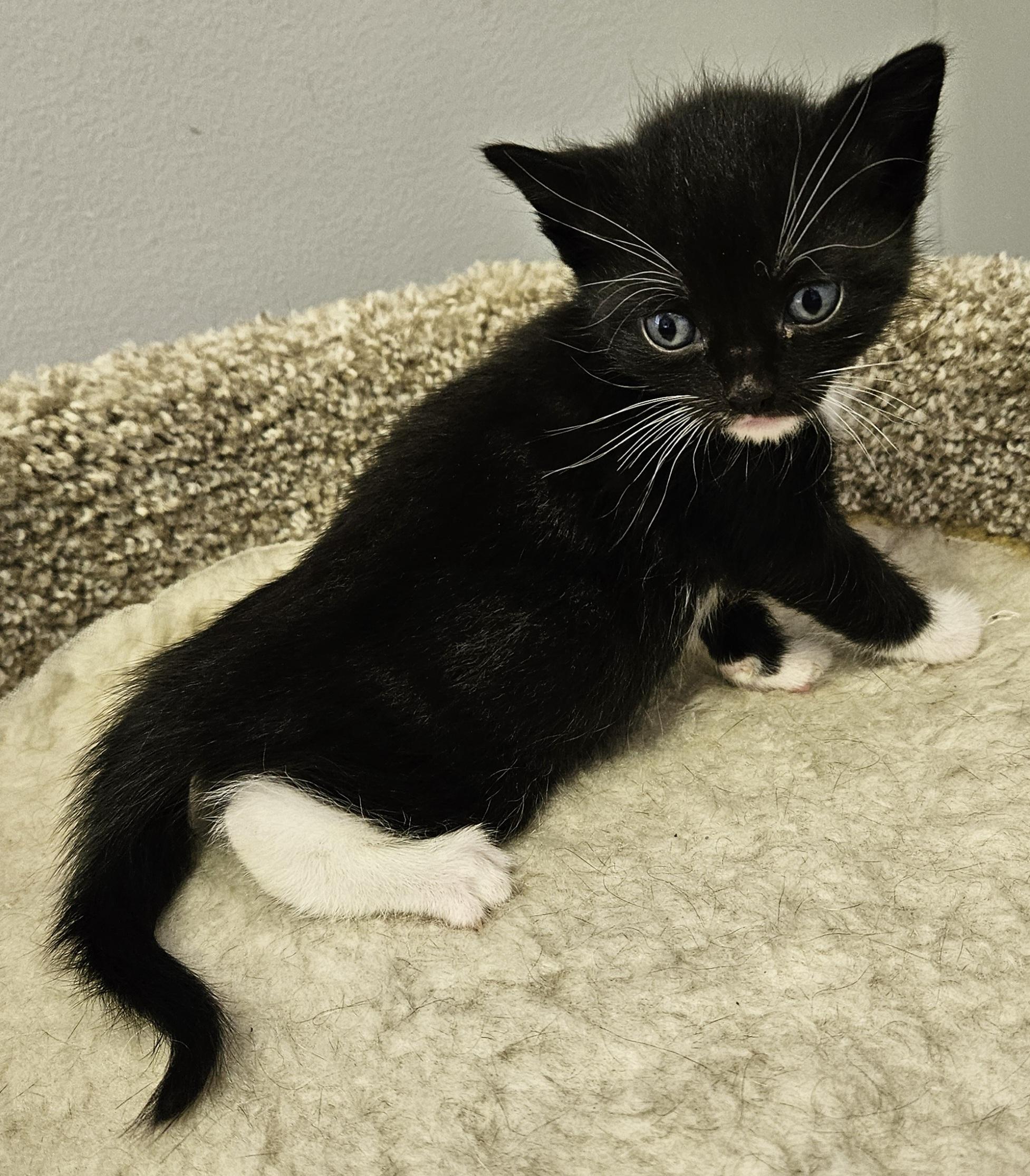 Cooper, an adopted Domestic Short Hair in Brockport, NY image 3/6