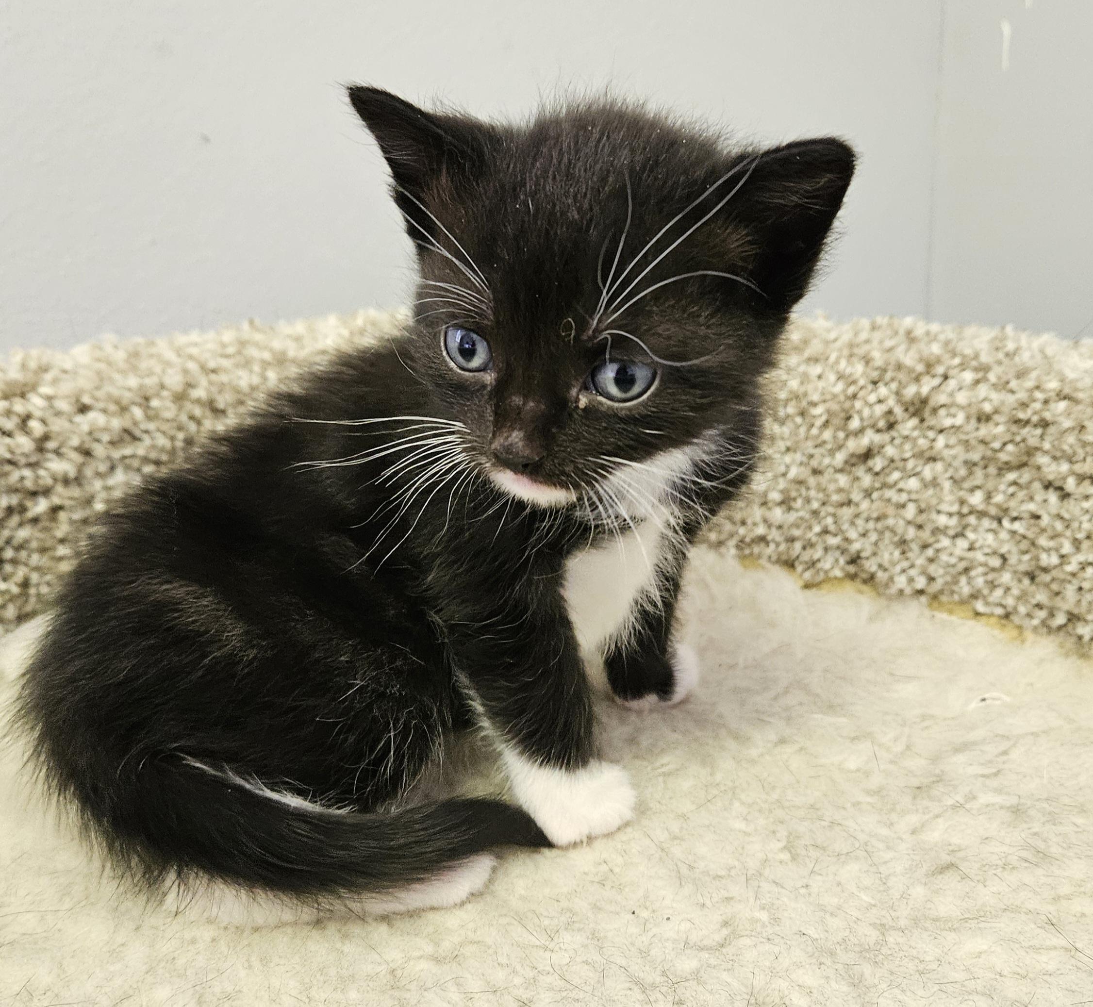 Cooper, an adopted Domestic Short Hair in Brockport, NY image 5/6