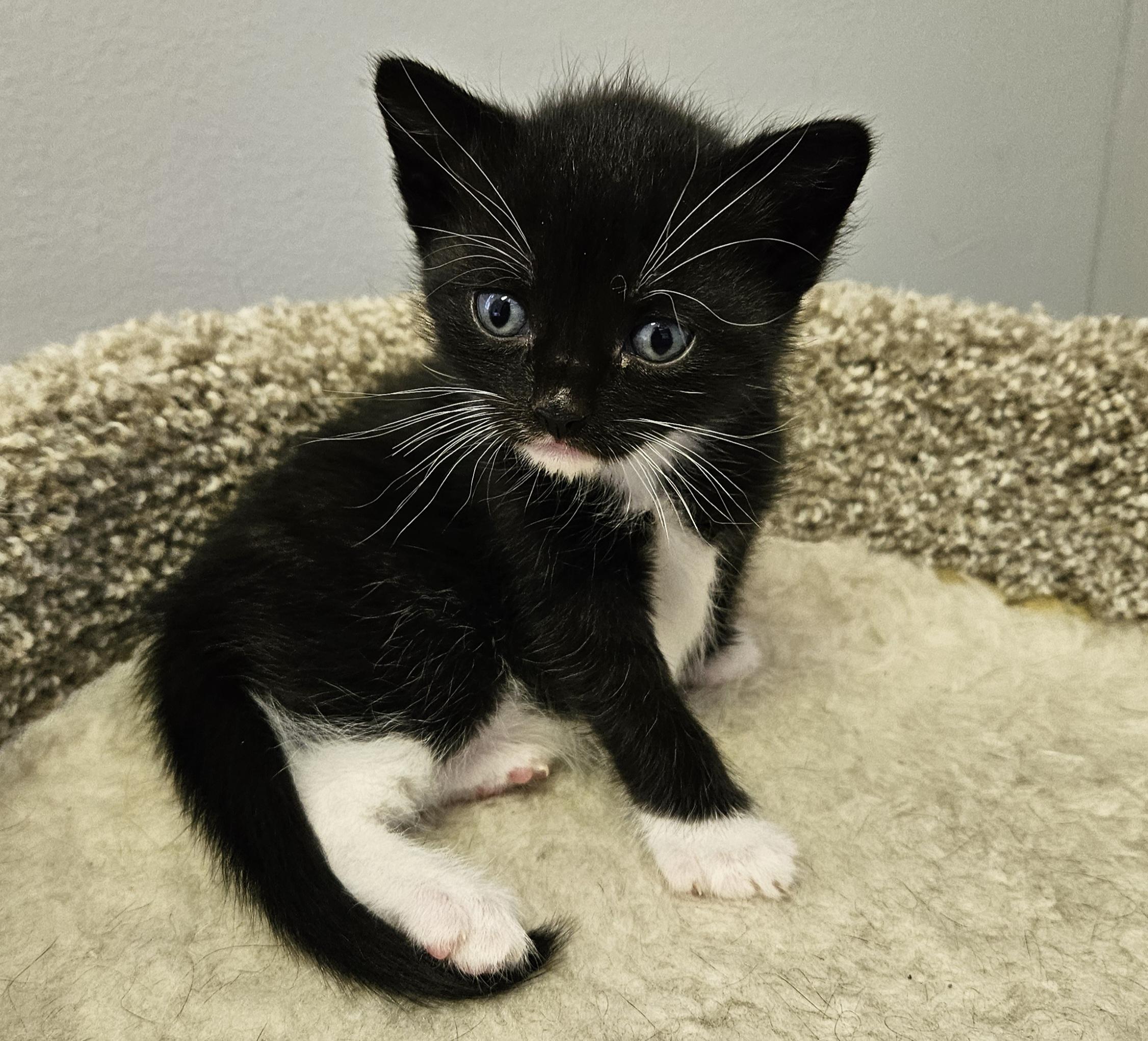 Cooper, an adopted Domestic Short Hair in Brockport, NY image 4/6