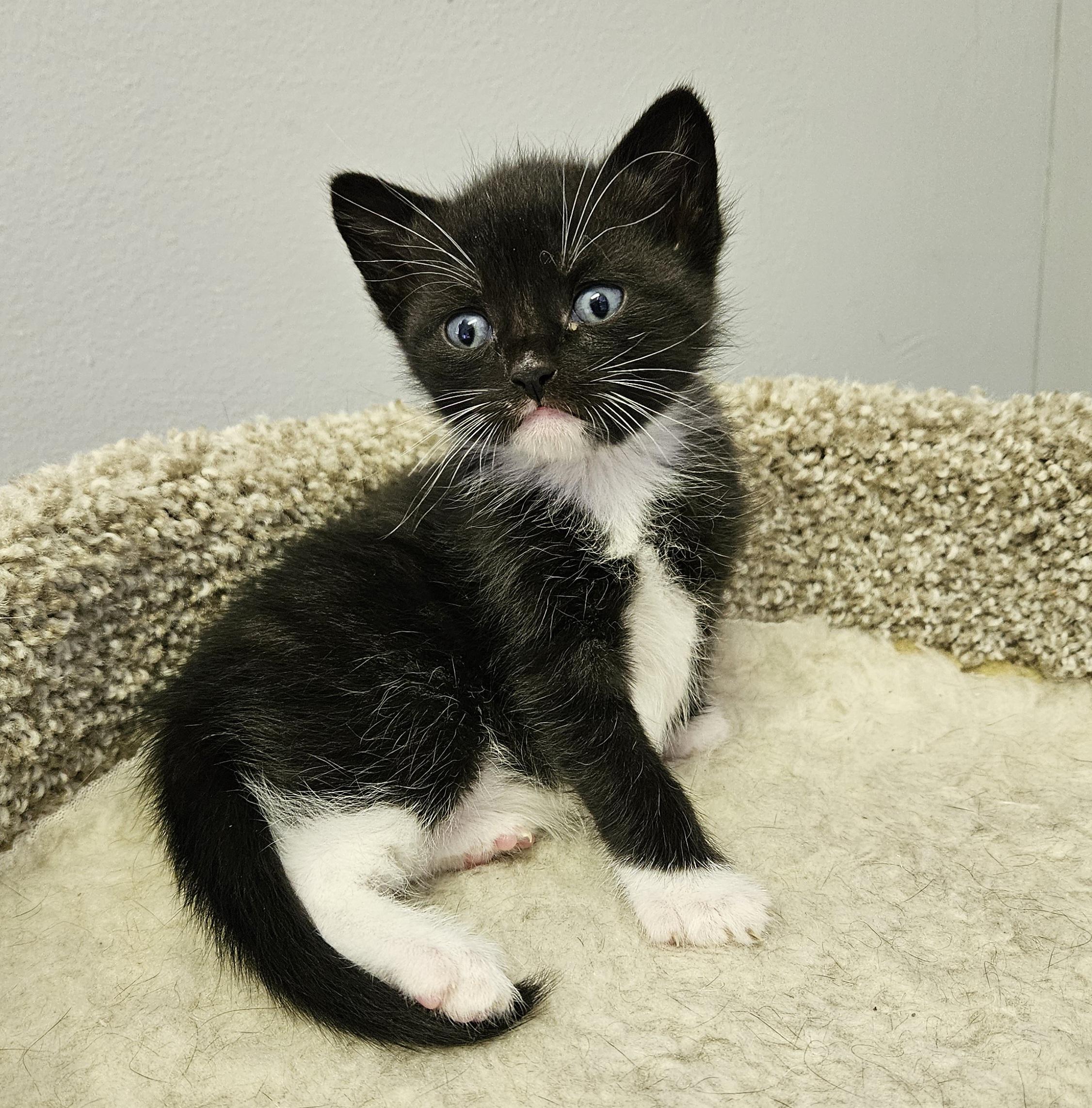 Cooper, an adopted Domestic Short Hair in Brockport, NY image 2/6
