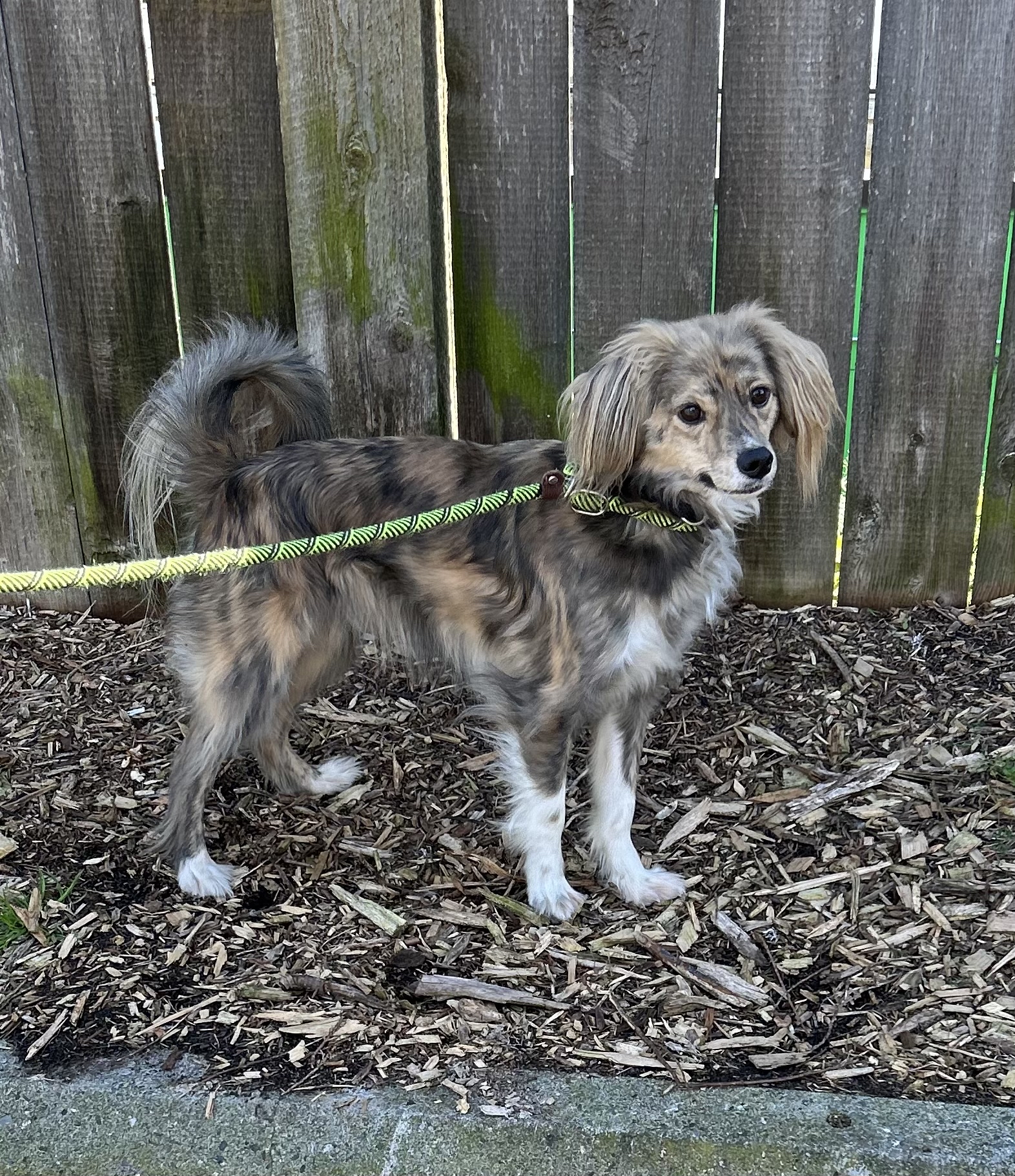 Enlarge Moses, a Adoptable Cocker Spaniel in lynnwood , WA image 5/6