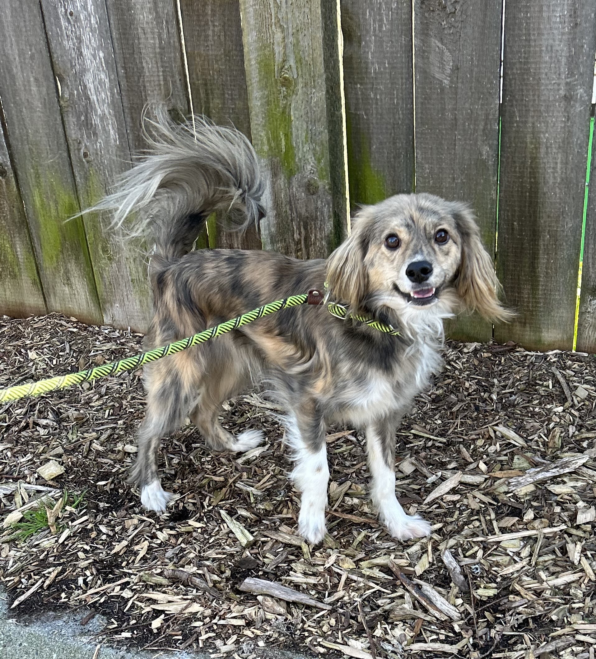Enlarge Moses, a Adoptable Cocker Spaniel in lynnwood , WA image 3/6