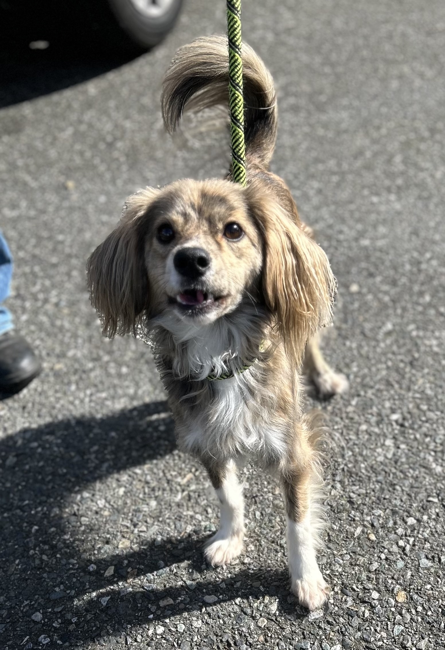 Enlarge Moses, a Adoptable Cocker Spaniel in lynnwood , WA image 2/6
