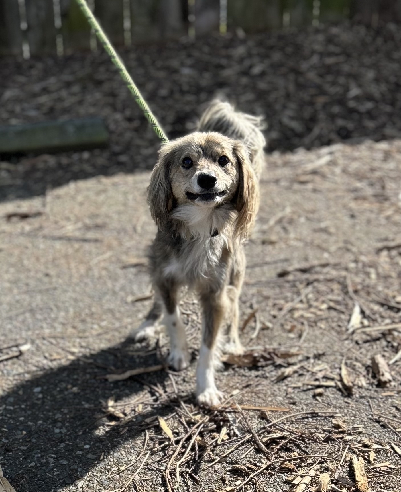 Enlarge Moses, a Adoptable Cocker Spaniel in lynnwood , WA image 4/6