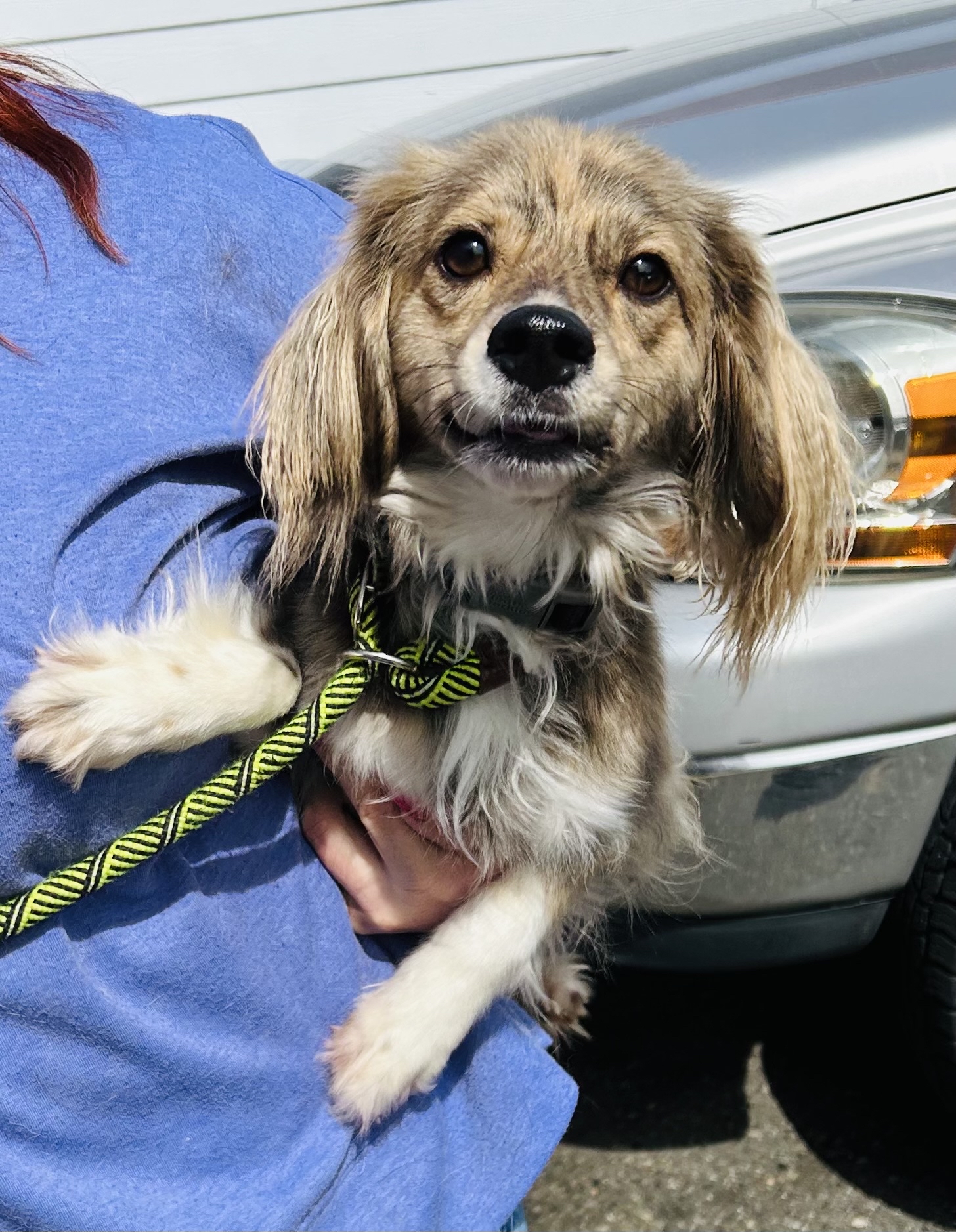 Enlarge Moses, a Adoptable Cocker Spaniel in lynnwood , WA image 6/6