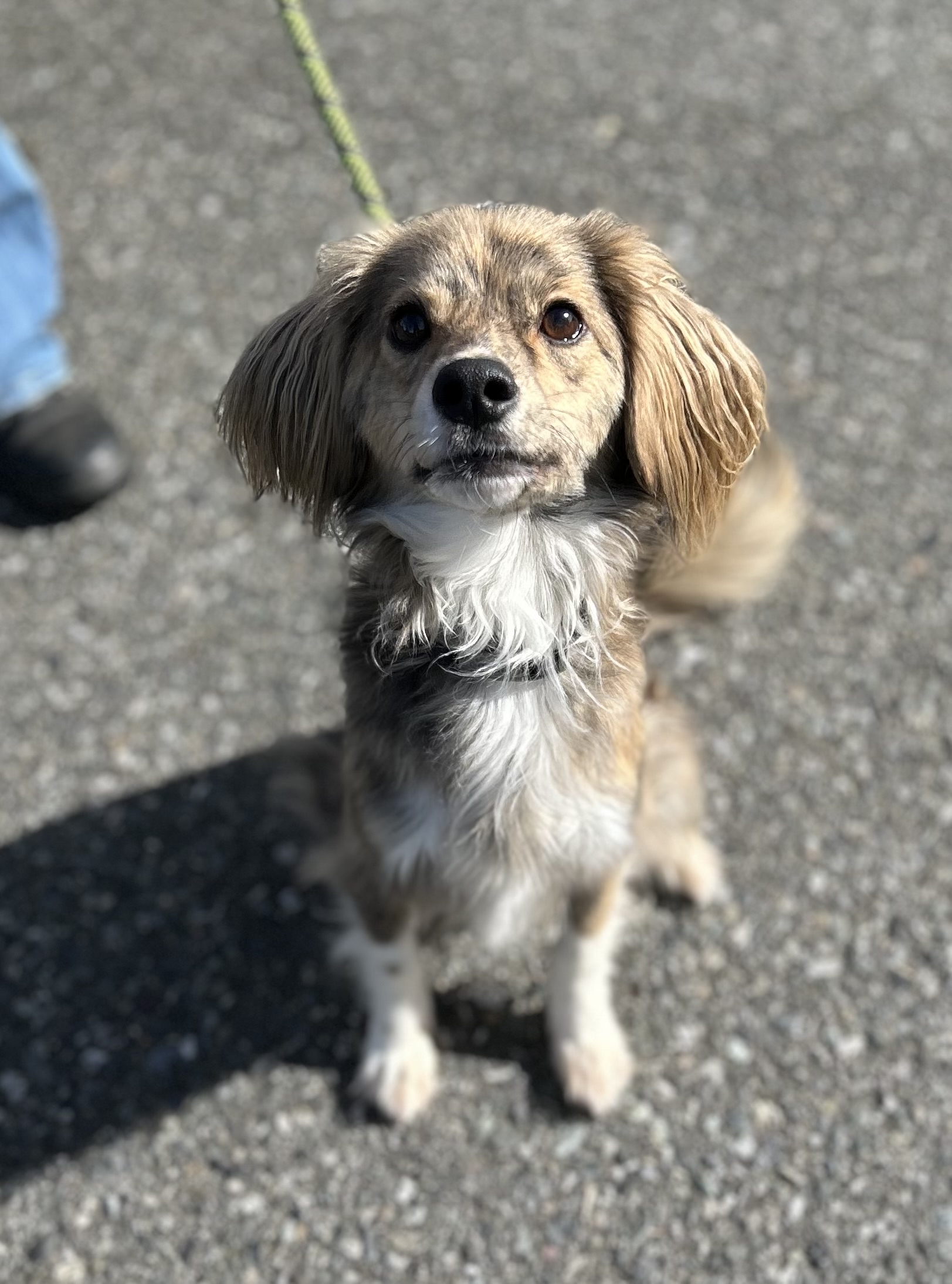 Enlarge Moses, a Adoptable Cocker Spaniel in lynnwood , WA image 1/6