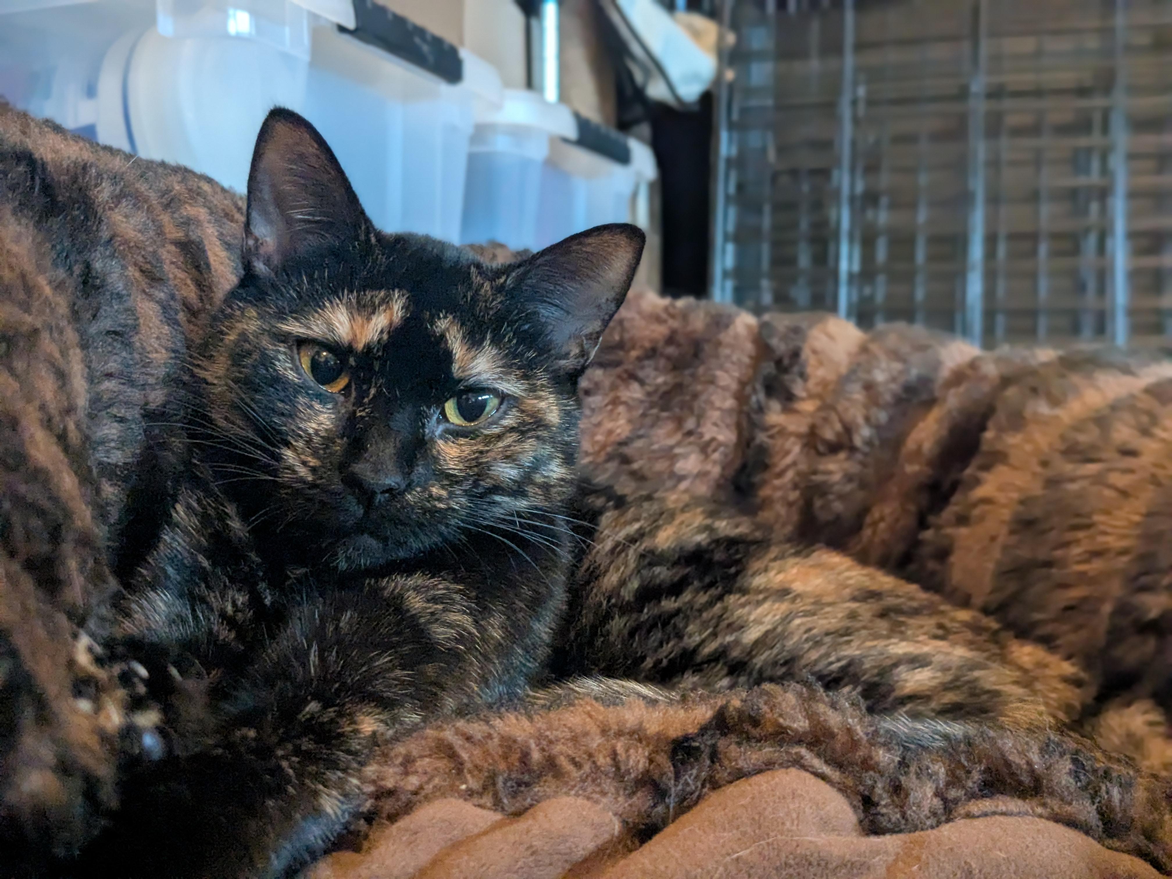 Enlarge Sandra D. aka Sandy, a Adoptable Domestic Short Hair in Newburgh, NY image 1/6