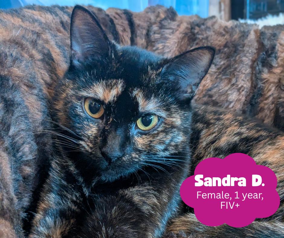 Enlarge Sandra D. aka Sandy, a Adoptable Domestic Short Hair in Newburgh, NY image 2/6