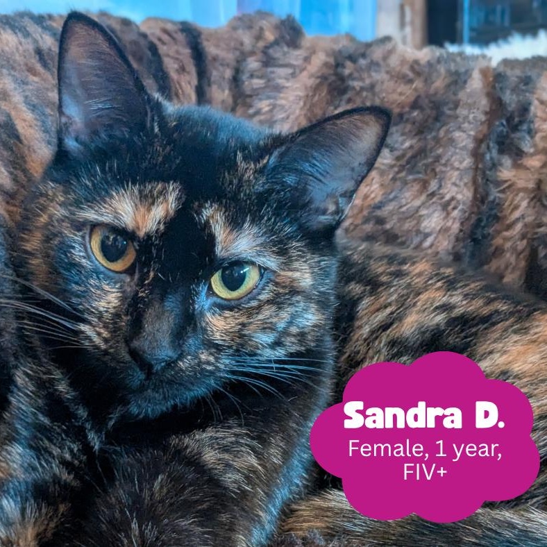 Enlarge Sandra D. aka Sandy, a Adoptable Tortoiseshell in Newburgh, NY image 3/6