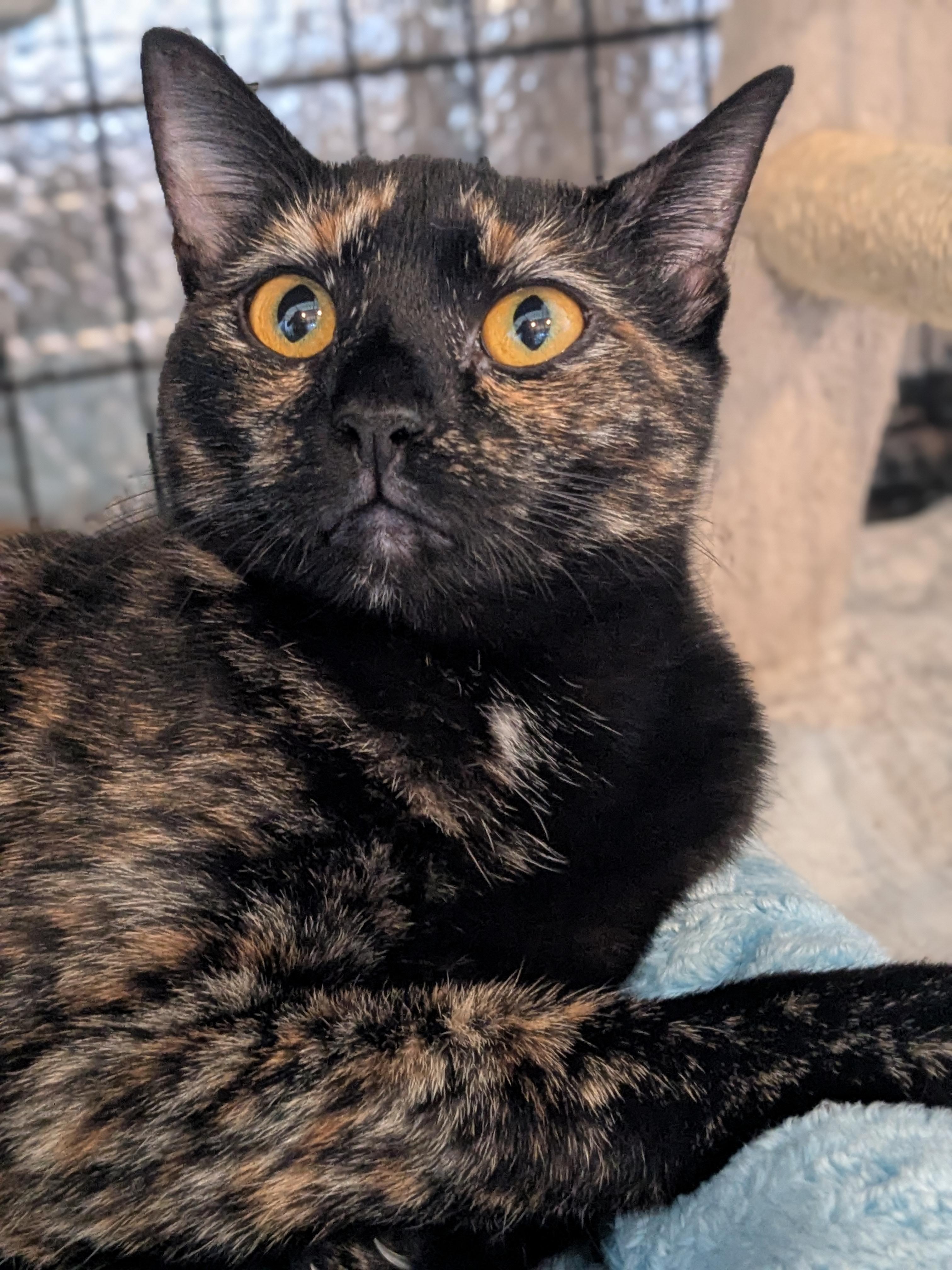 Enlarge Sandra D. aka Sandy, a Adoptable Domestic Short Hair in Newburgh, NY image 4/6