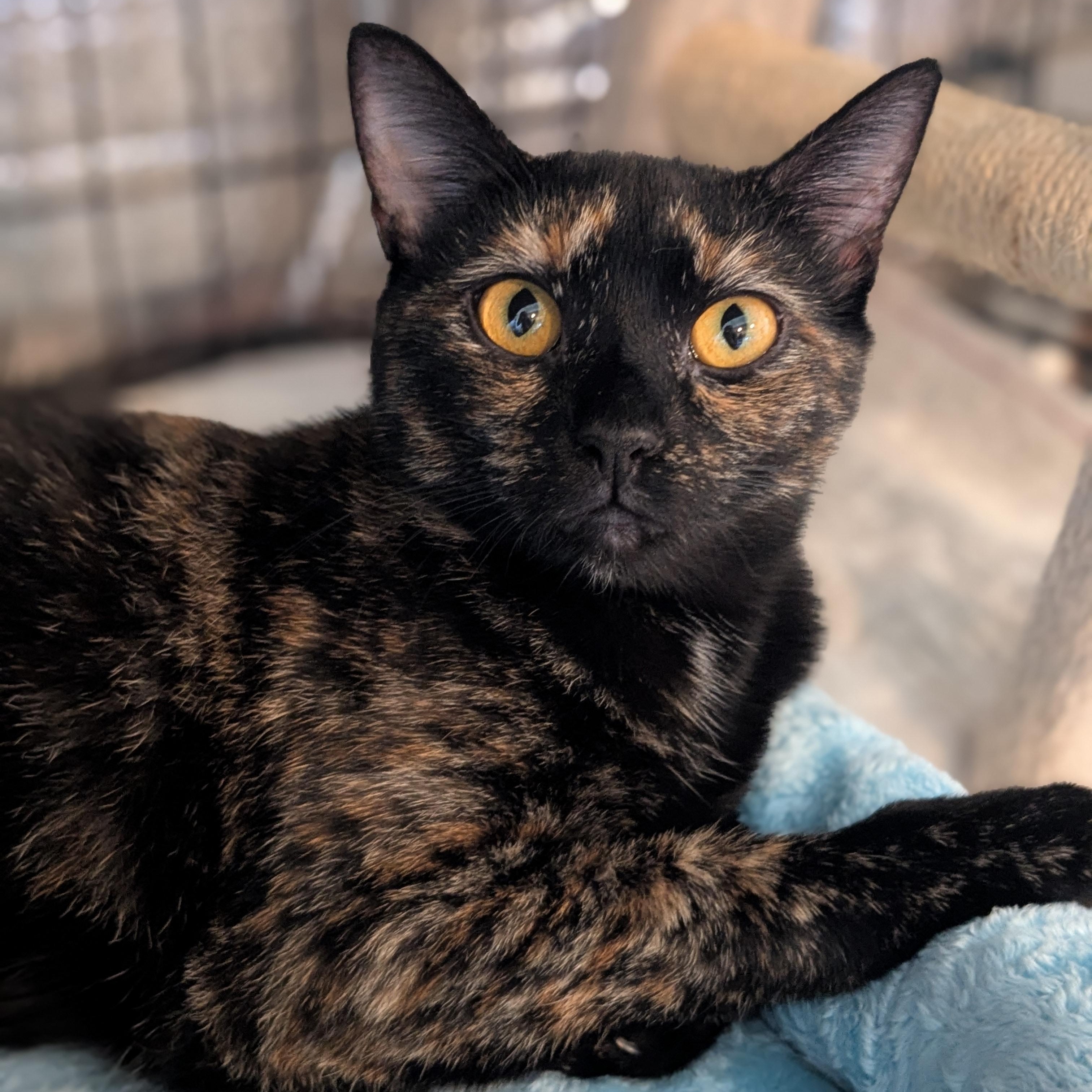 Enlarge Sandra D. aka Sandy, a Adoptable Tortoiseshell in Newburgh, NY image 1/6