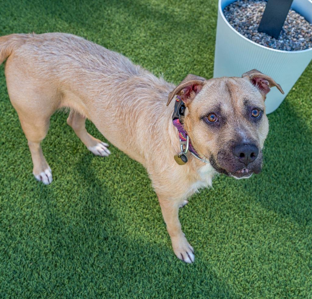 Special Delivery, Adoptable, Young Female Mixed Breed.