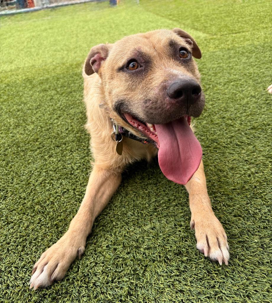 Enlarge Special Delivery, a Adoptable mixed breed in Detroit, MI image 2/4