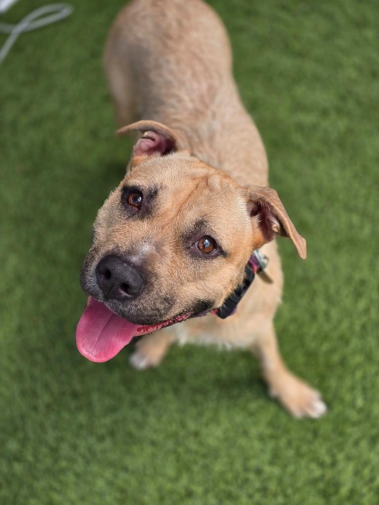 Enlarge Special Delivery, a Adoptable mixed breed in Detroit, MI image 3/4