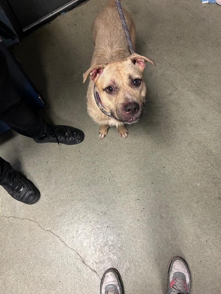 Enlarge Special Delivery, a Adoptable mixed breed in Detroit, MI image 4/4