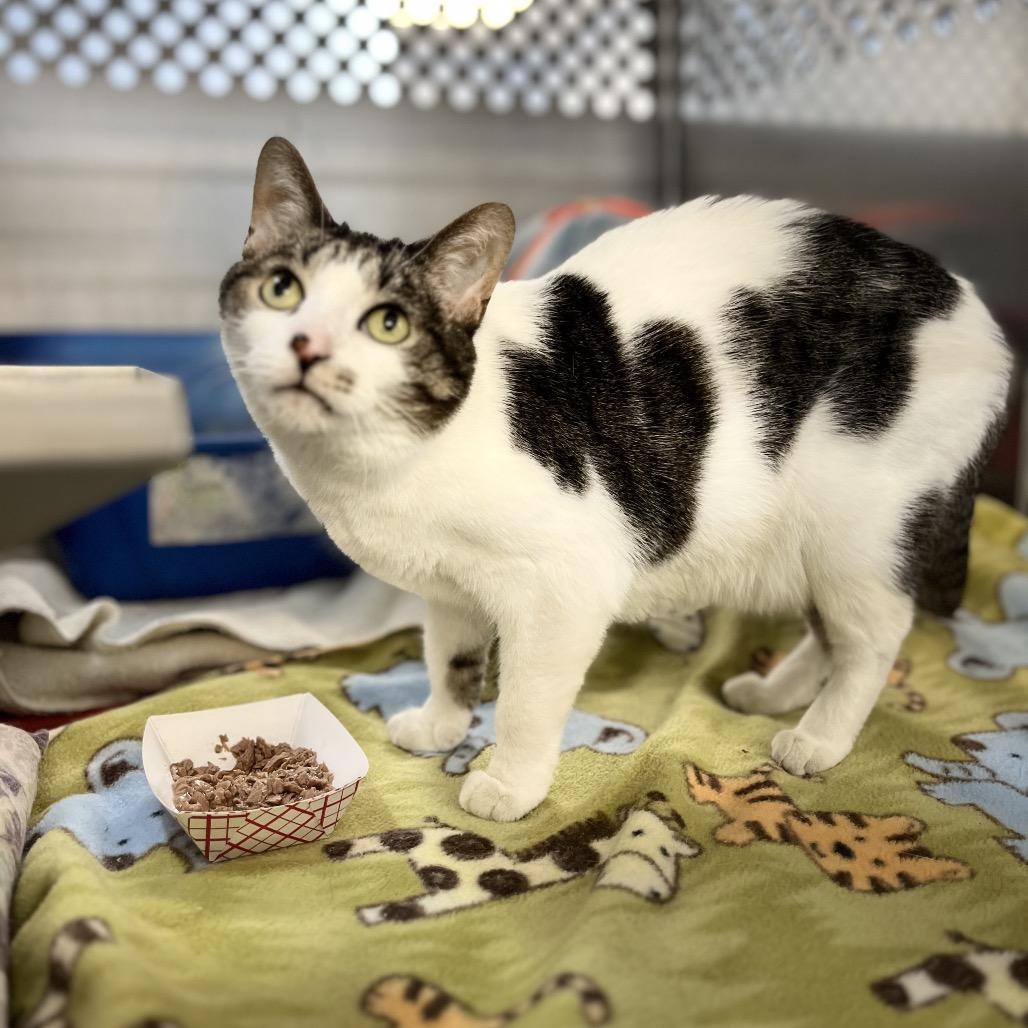 Enlarge Eliza, a Adoptable Domestic Short Hair in Portage, MI image 1/2