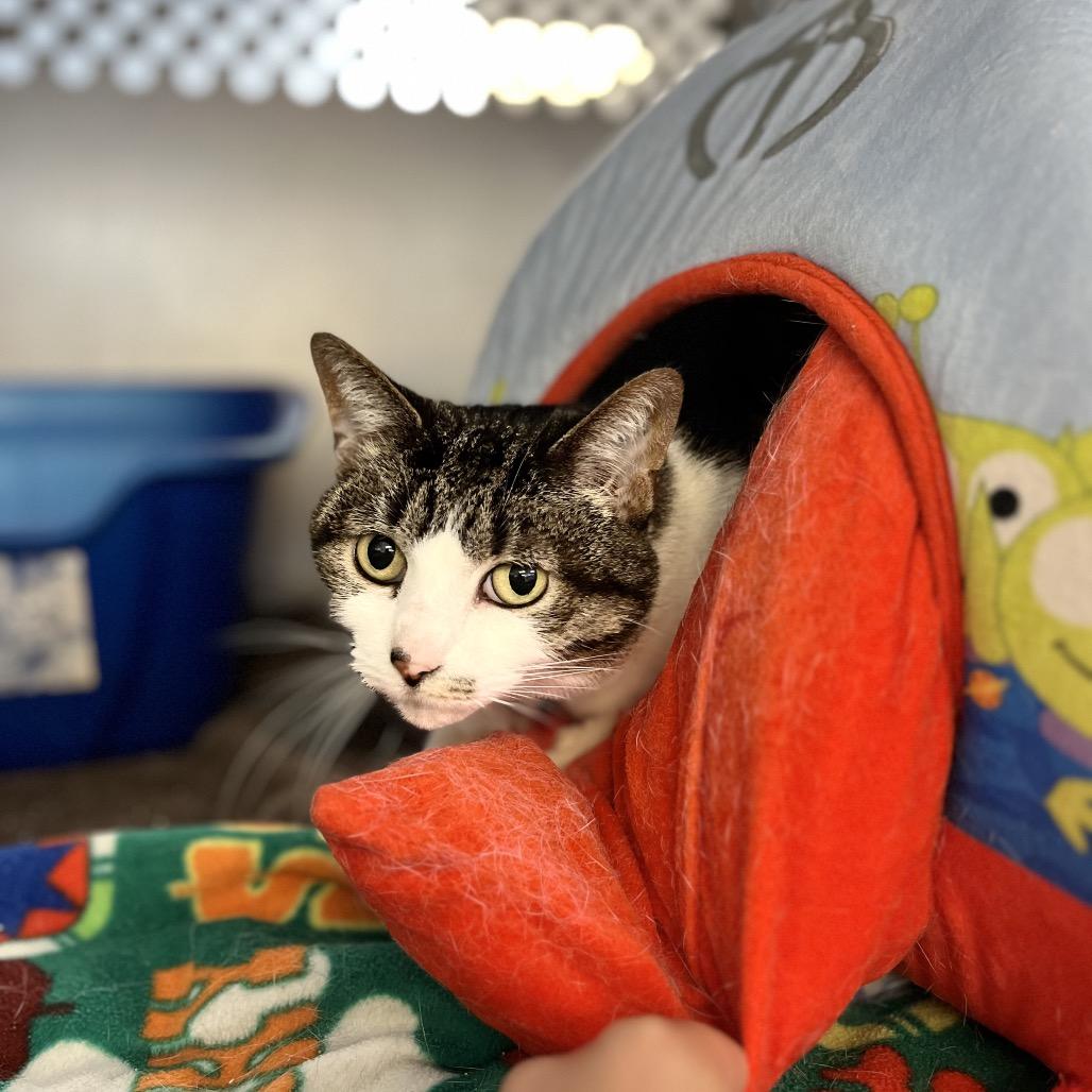Enlarge Eliza, a Adoptable Domestic Short Hair in Portage, MI image 2/2