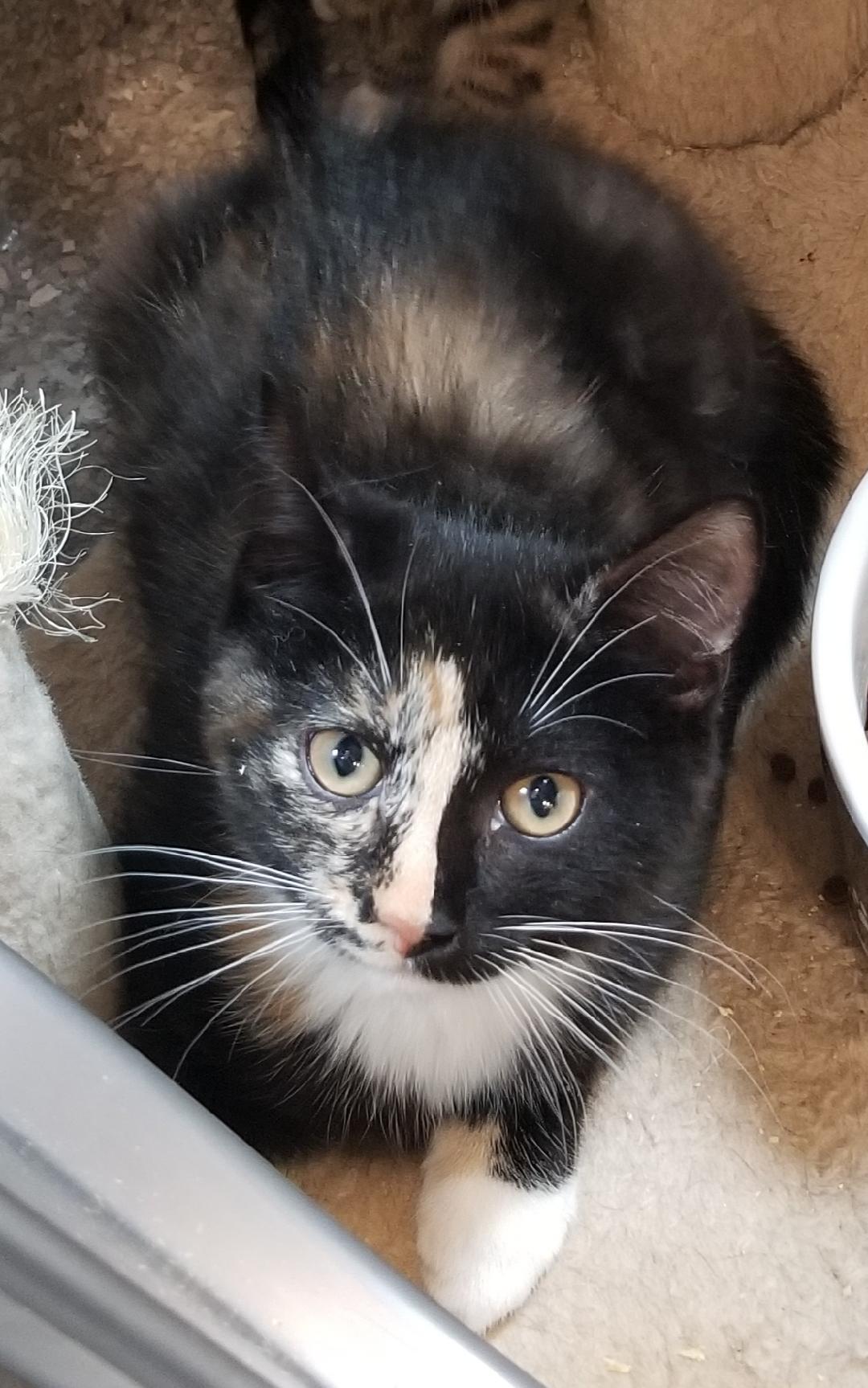 Enlarge Aurora, a Adoptable Domestic Short Hair in Warwick, NY image 1/1