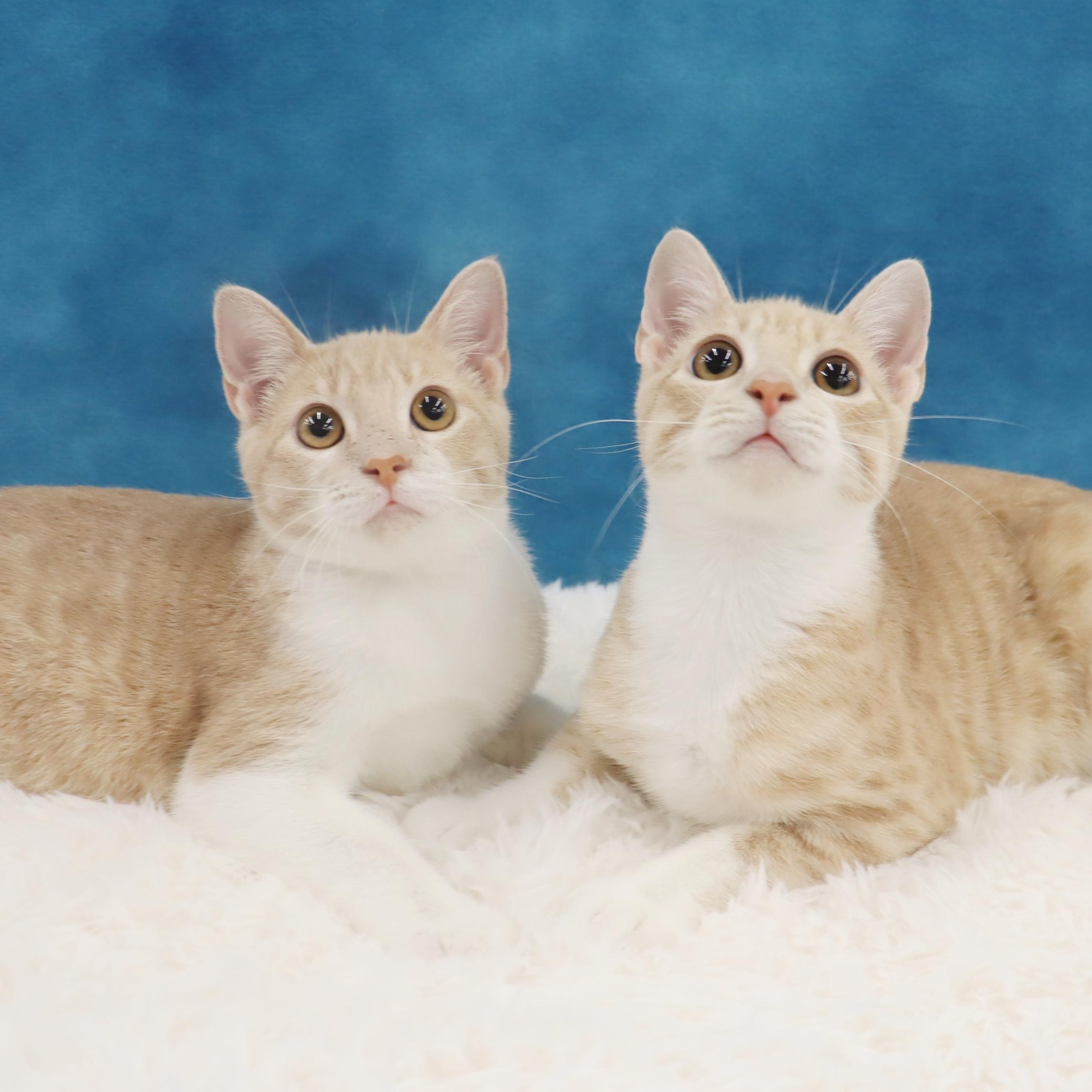 Enlarge Buzz and Woody - Bonded Pair of Kittens!, a Adopted Domestic Short Hair in League City, TX image 1/6