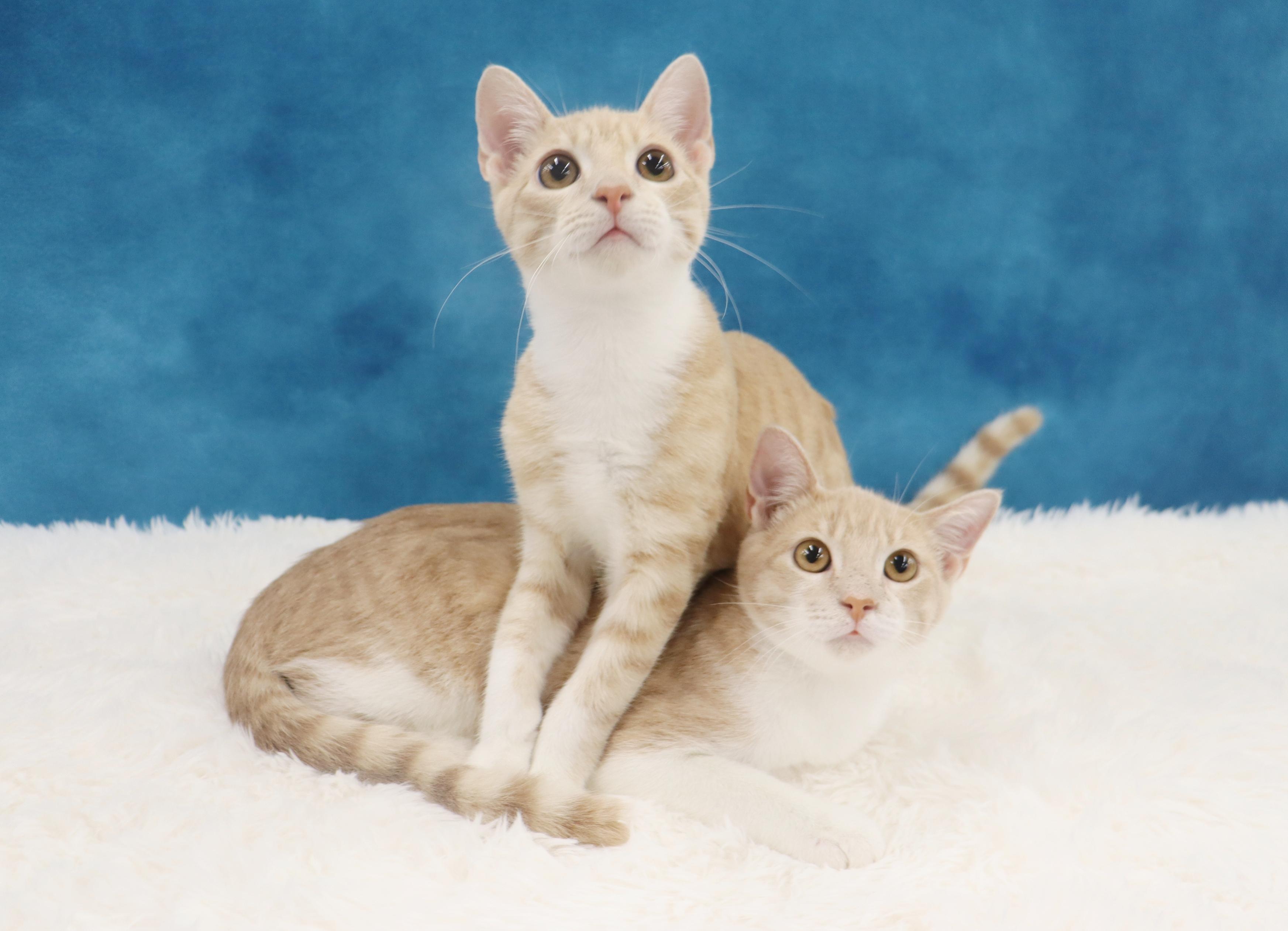 Enlarge Buzz and Woody - Bonded Pair of Kittens!, a Adopted Domestic Short Hair in League City, TX image 2/6