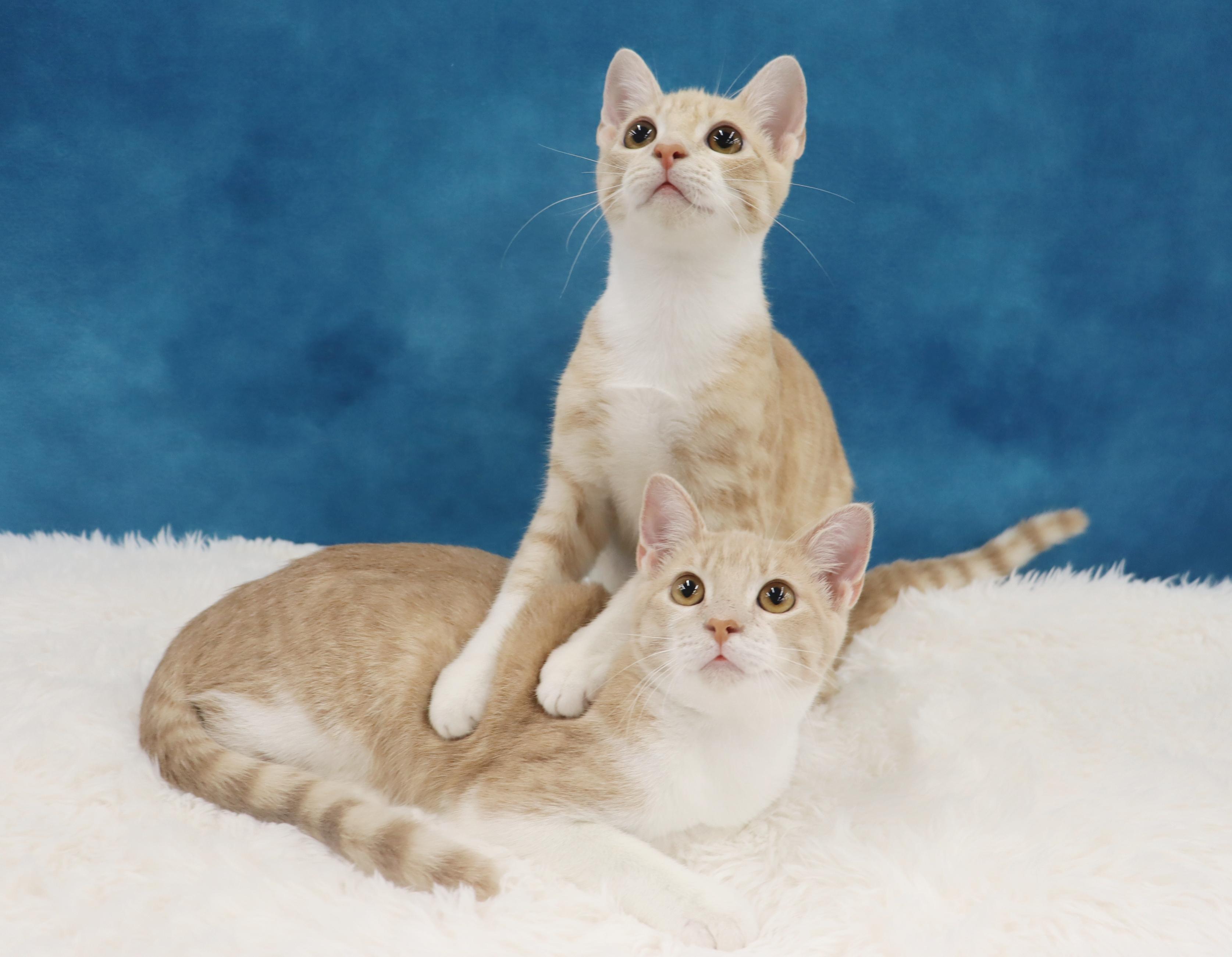 Enlarge Buzz and Woody - Bonded Pair of Kittens!, a Adopted Domestic Short Hair in League City, TX image 3/6
