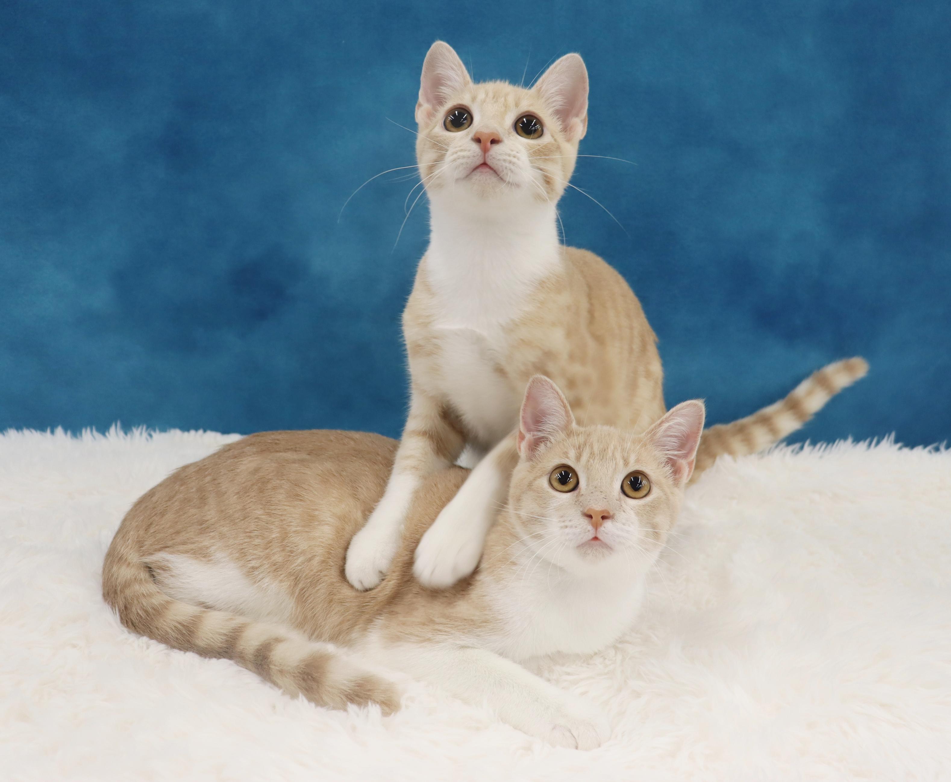 Enlarge Buzz and Woody - Bonded Pair of Kittens!, a Adopted Domestic Short Hair in League City, TX image 4/6