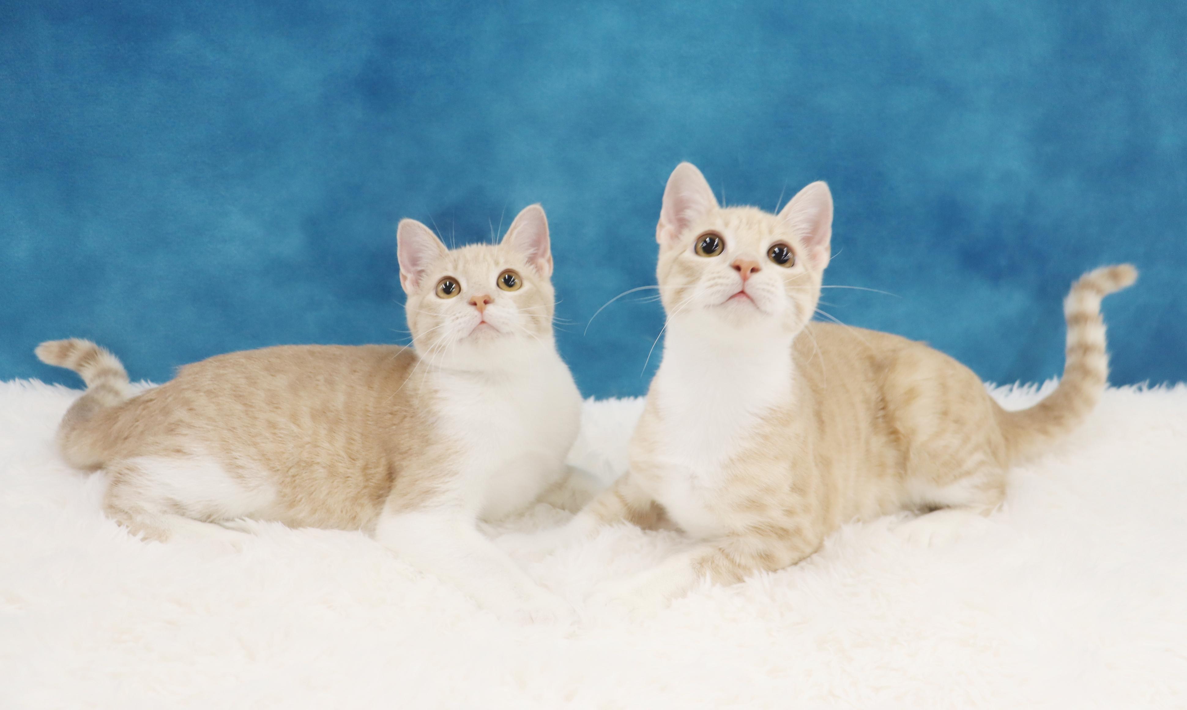 Enlarge Buzz and Woody - Bonded Pair of Kittens!, a Adopted Domestic Short Hair in League City, TX image 5/6