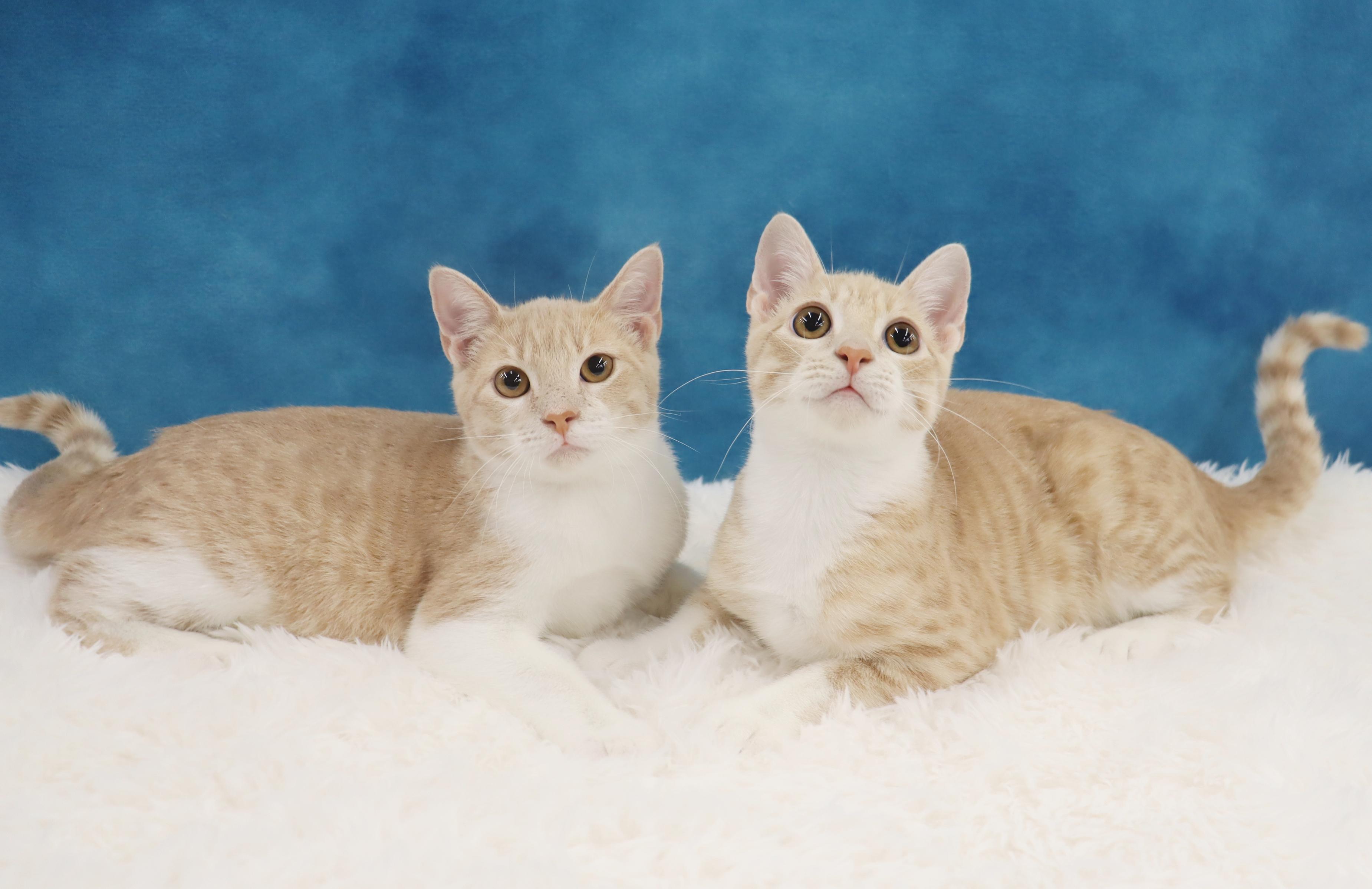 Enlarge Buzz and Woody - Bonded Pair of Kittens!, a Adopted Domestic Short Hair in League City, TX image 6/6