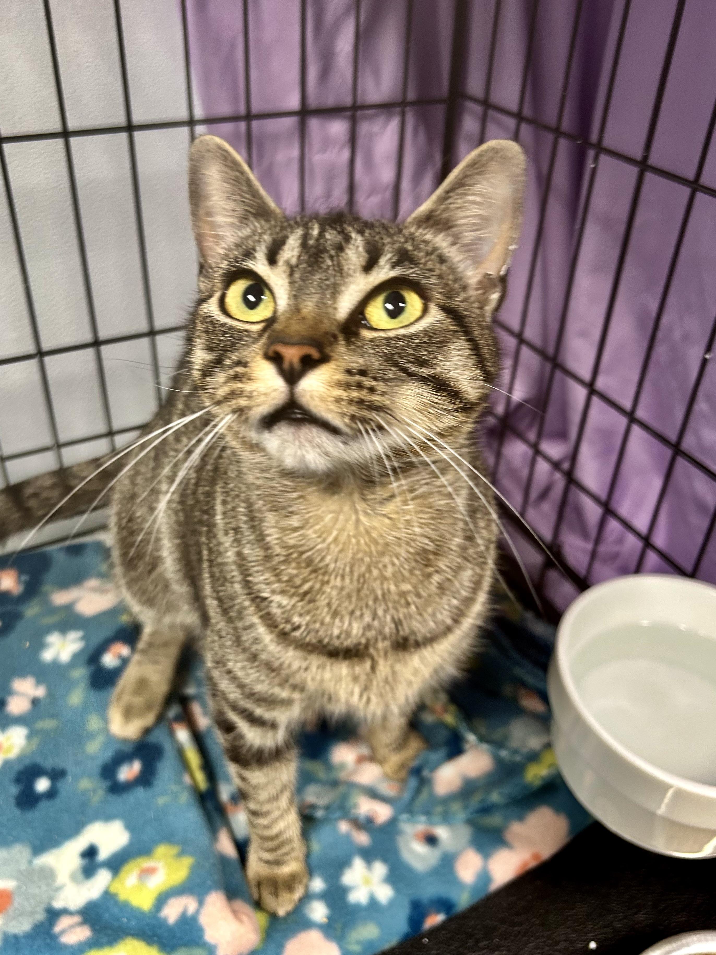 Enlarge Leela, an adopted Tabby in Grand Rapids, MI image 4/6