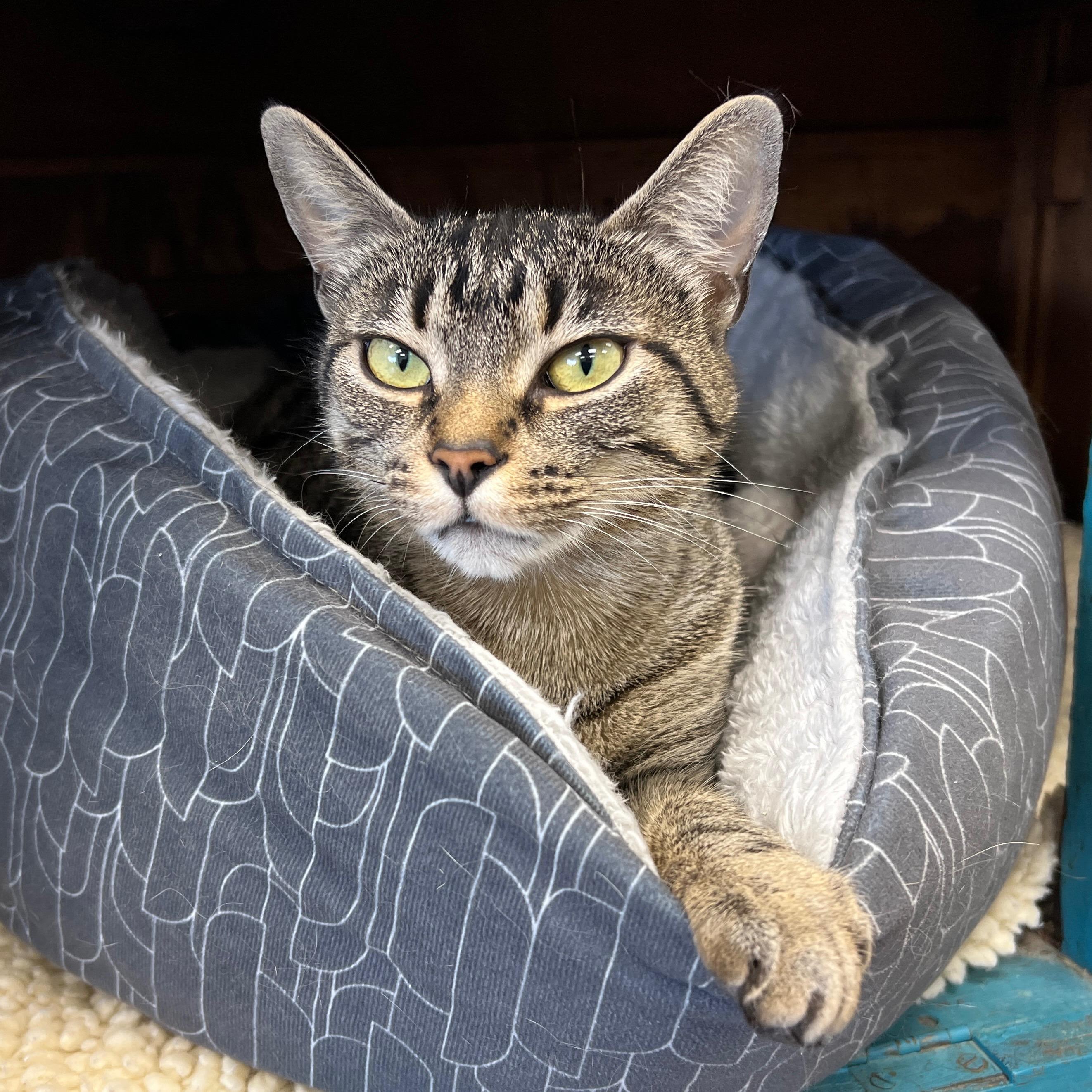 Enlarge Leela, an adopted Tabby in Grand Rapids, MI image 2/6