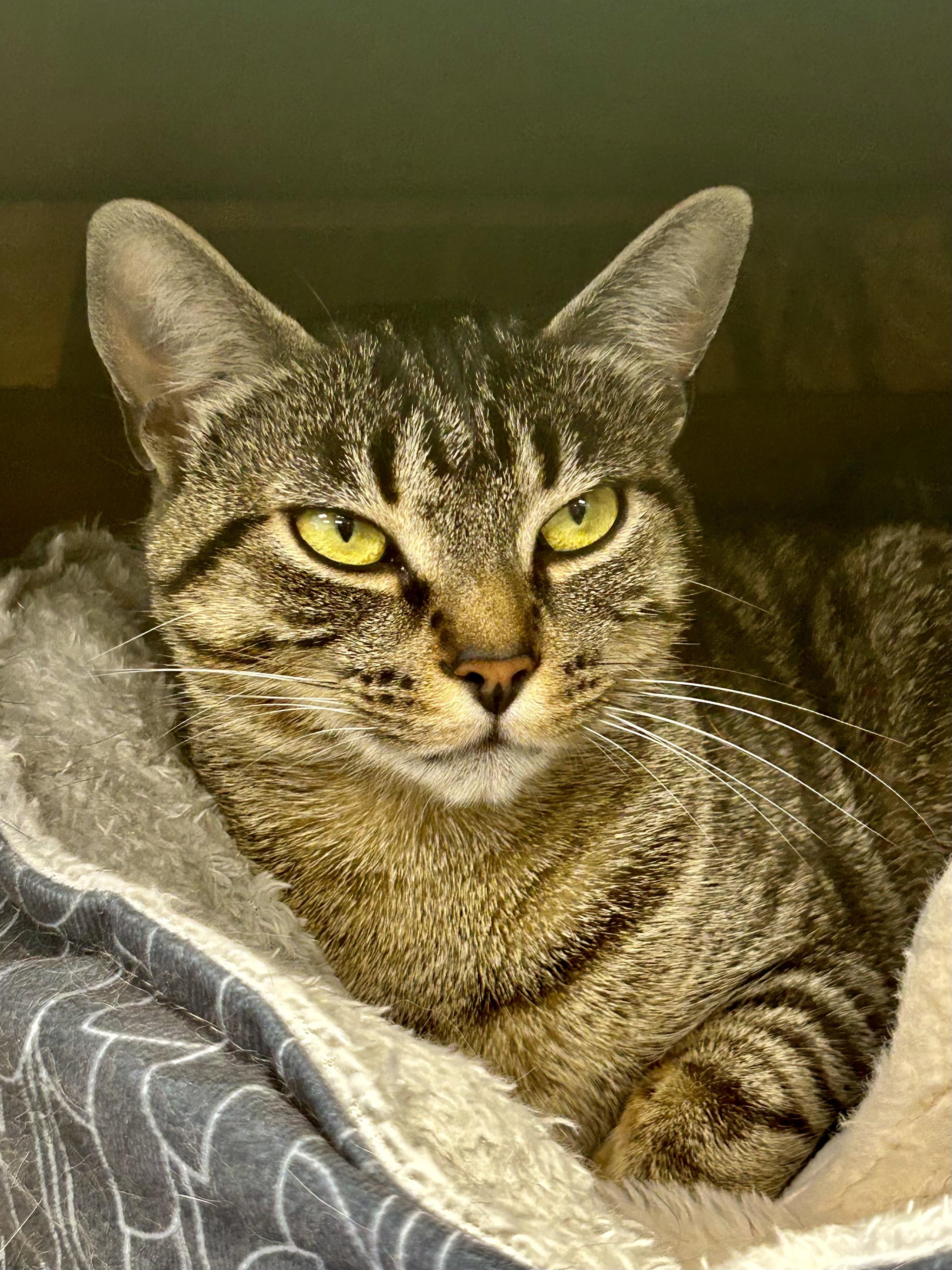 Enlarge Leela, an adopted Tabby in Grand Rapids, MI image 3/6