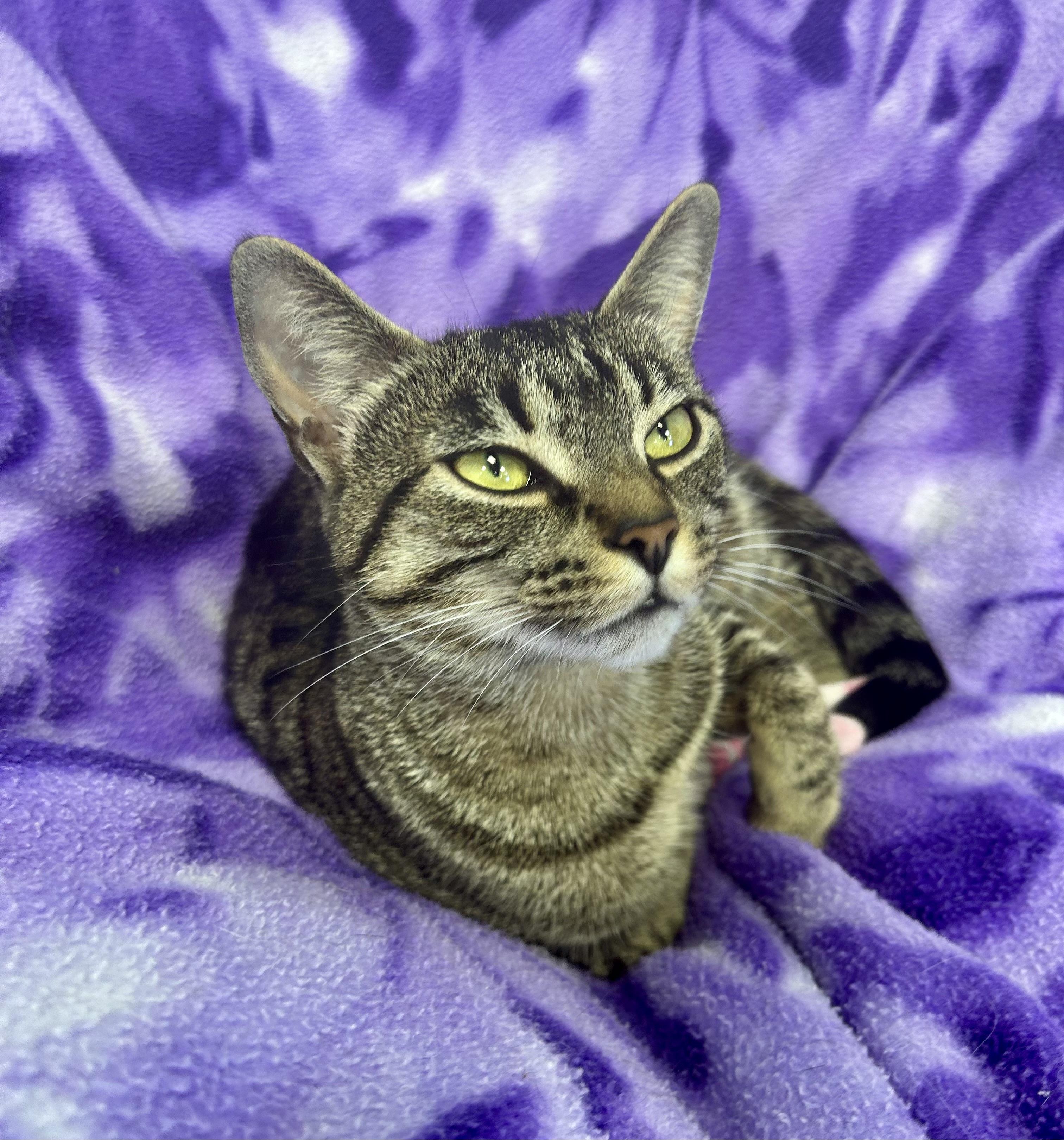 Leela, adopted, Young Female Tabby.