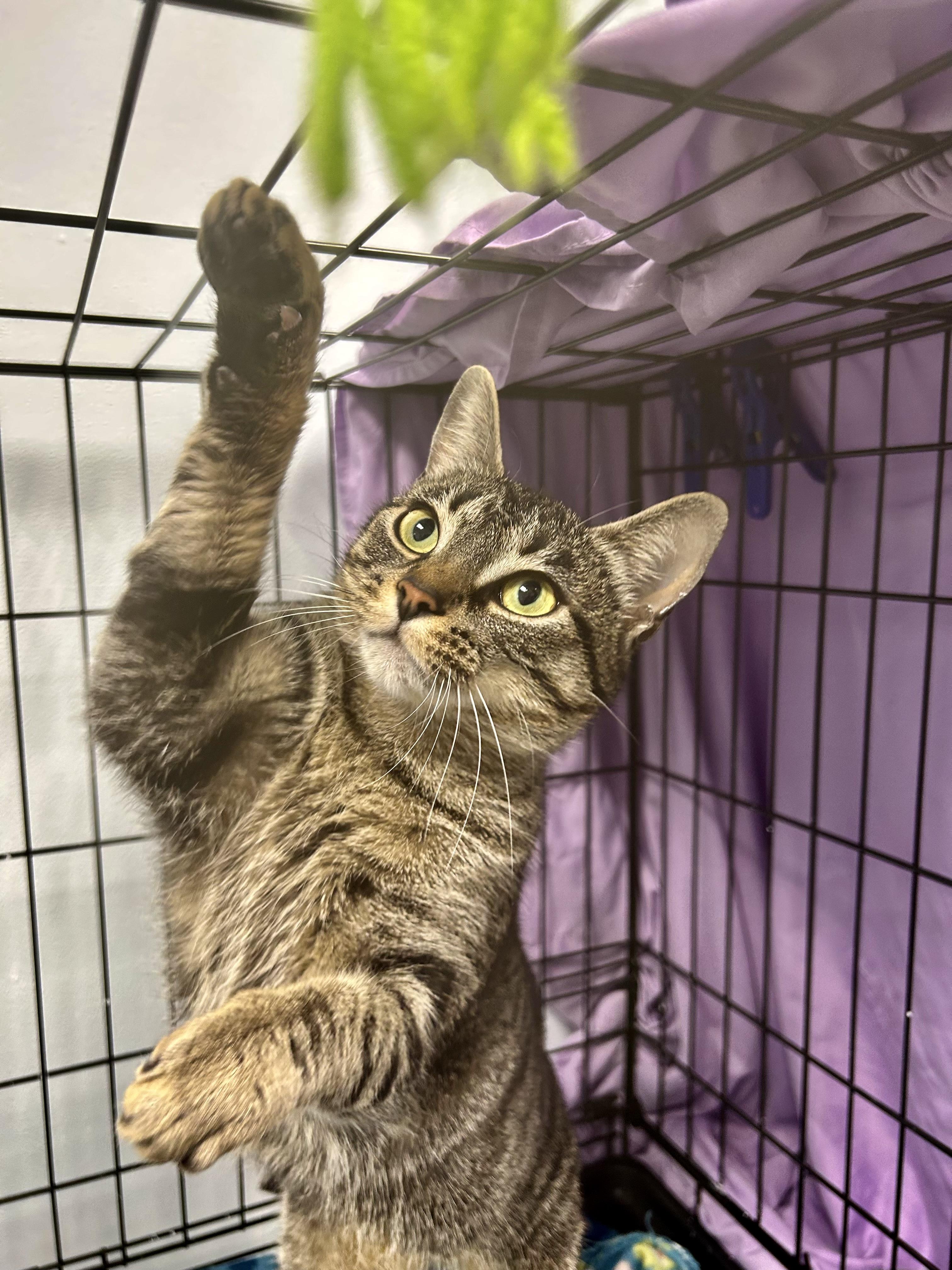 Enlarge Leela, an adopted Tabby in Grand Rapids, MI image 5/6