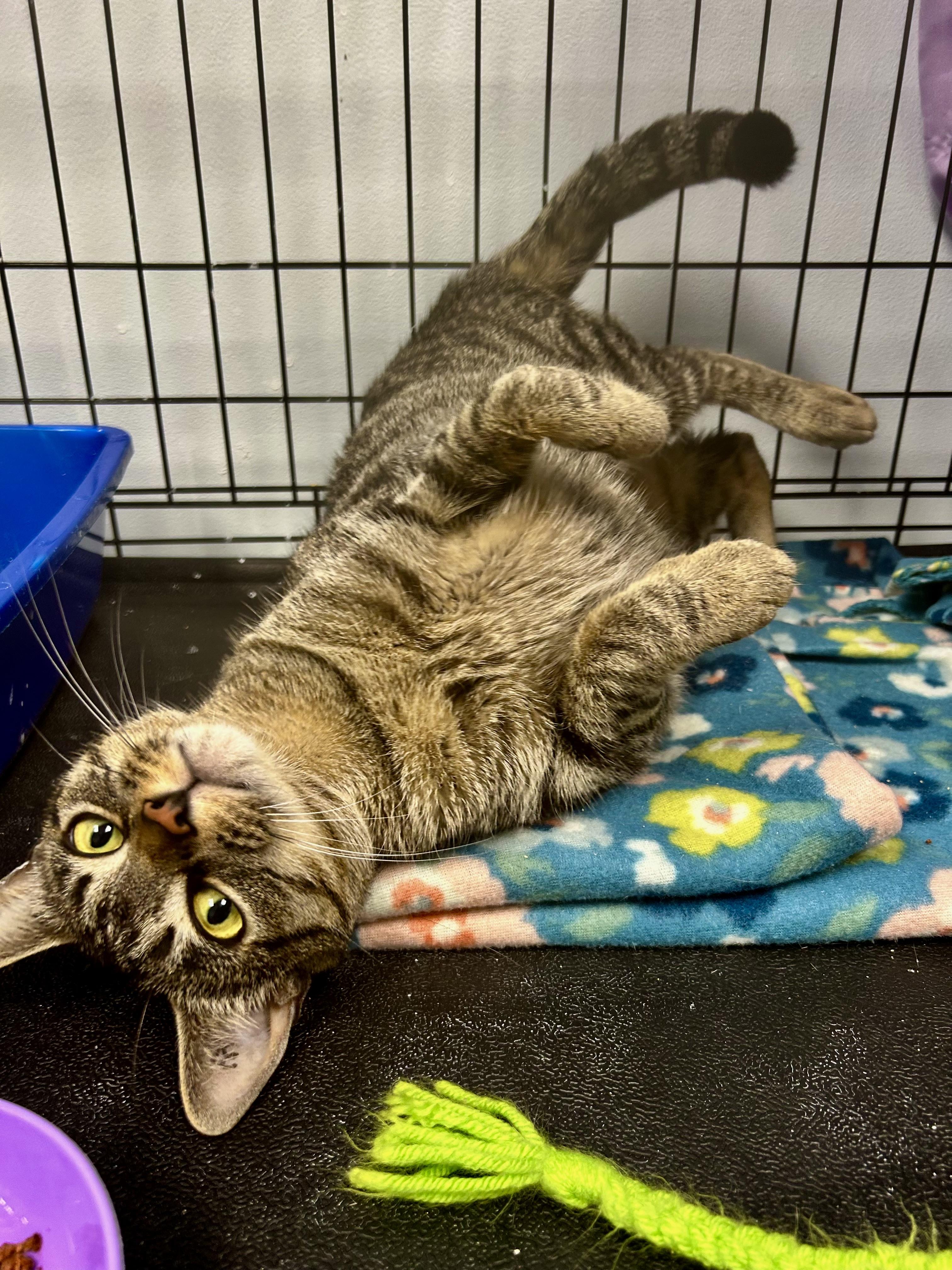 Enlarge Leela, an adopted Tabby in Grand Rapids, MI image 6/6