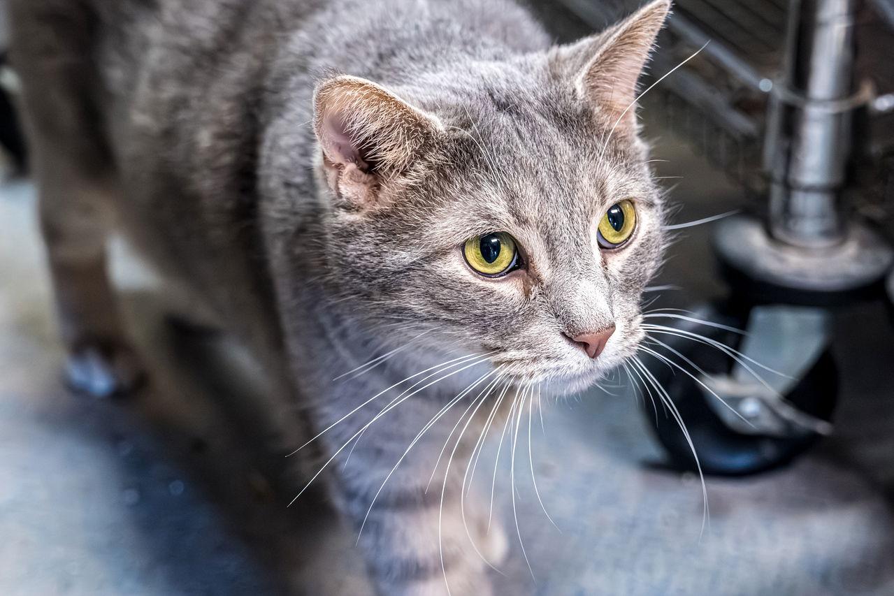 Enlarge Montana, a Adoptable mixed breed in Dublin, OH image 3/3