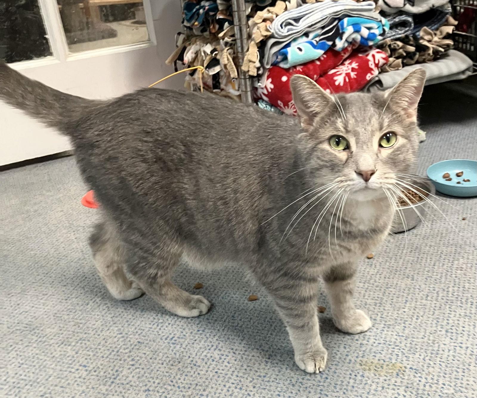 Montana, Adoptable, Adult Male Tabby & Domestic Short Hair.