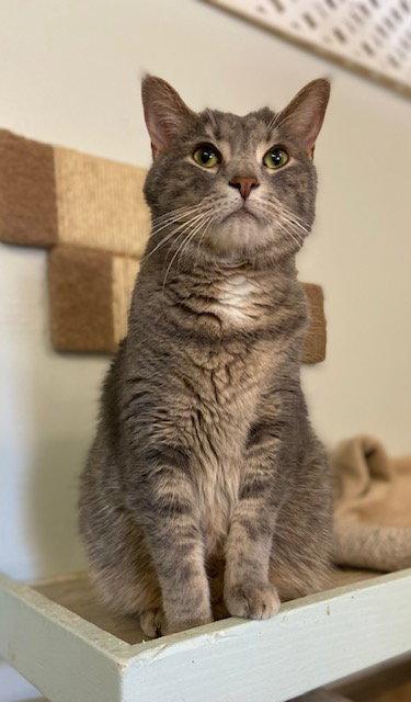 Enlarge Montana, a Adoptable mixed breed in Dublin, OH image 2/3