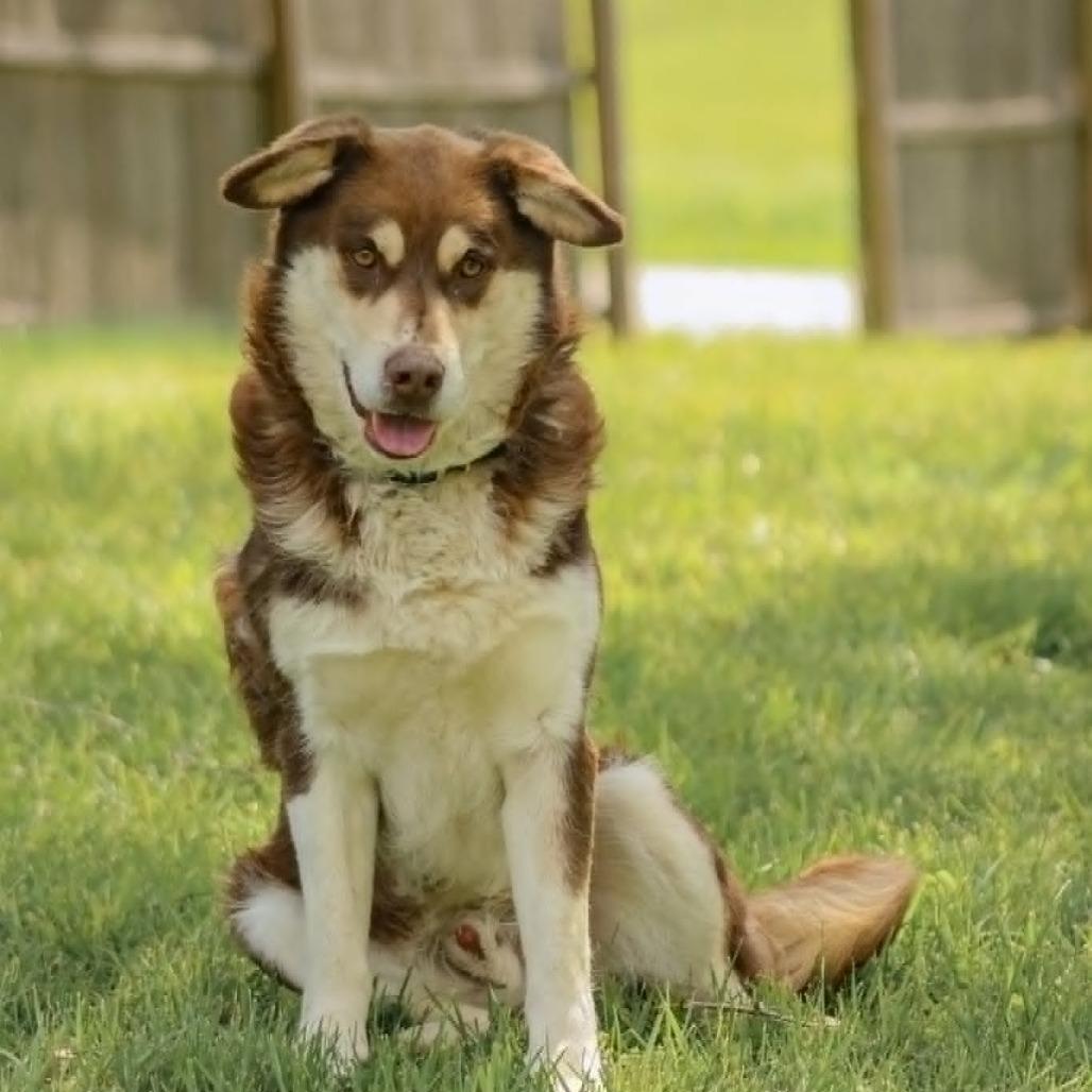 Wolfie, Adoptable, Adult Male Husky & Husky.