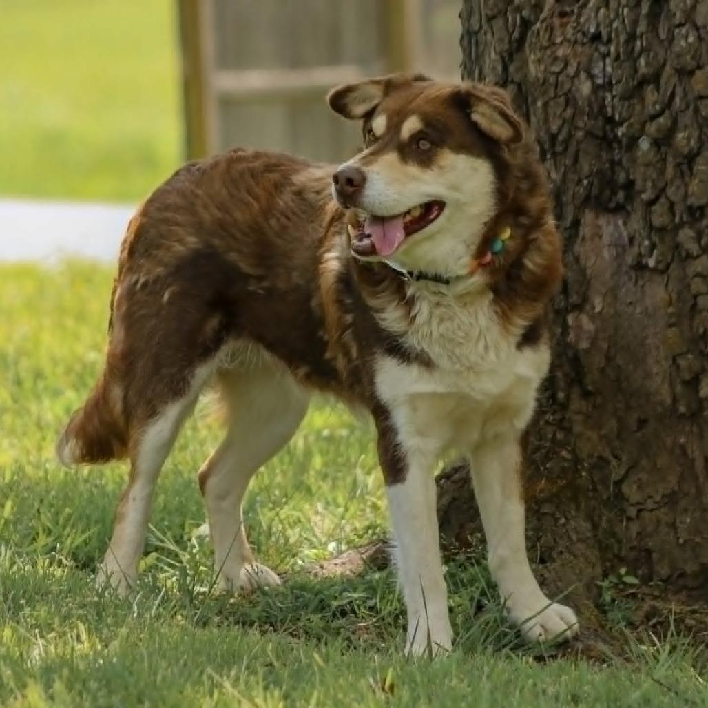 Enlarge Wolfie, a Adoptable mixed breed in Madisonville, KY image 2/6