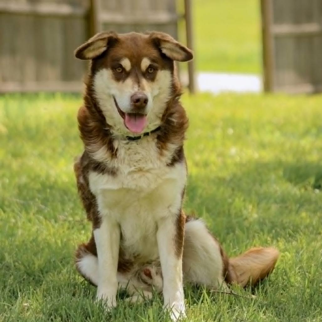 Enlarge Wolfie, a Adoptable mixed breed in Madisonville, KY image 3/6