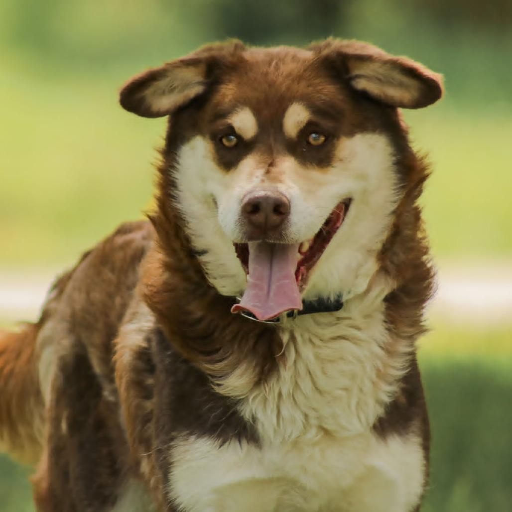 Enlarge Wolfie, a Adoptable mixed breed in Madisonville, KY image 4/6