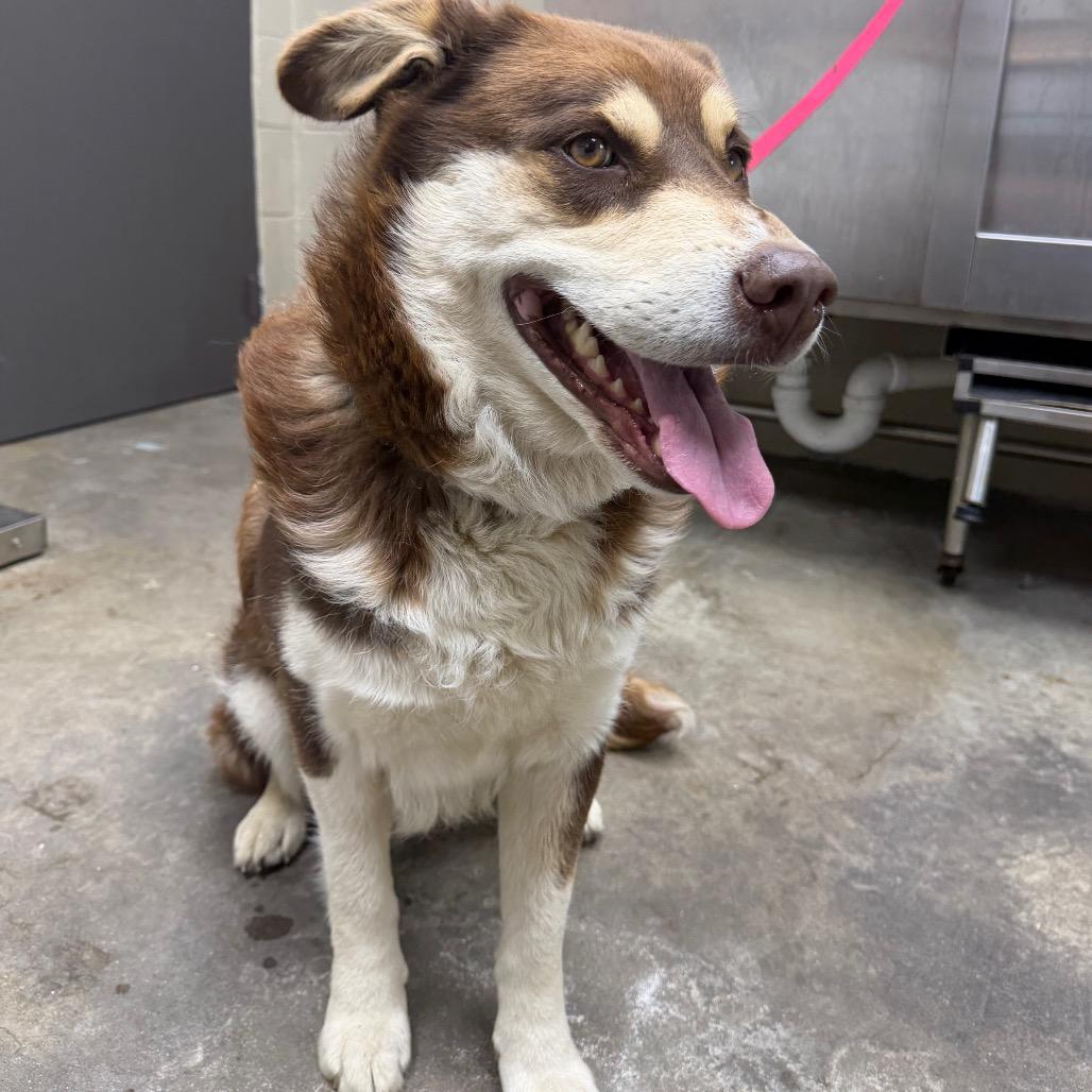 Enlarge Wolfie, a Adoptable mixed breed in Madisonville, KY image 5/6