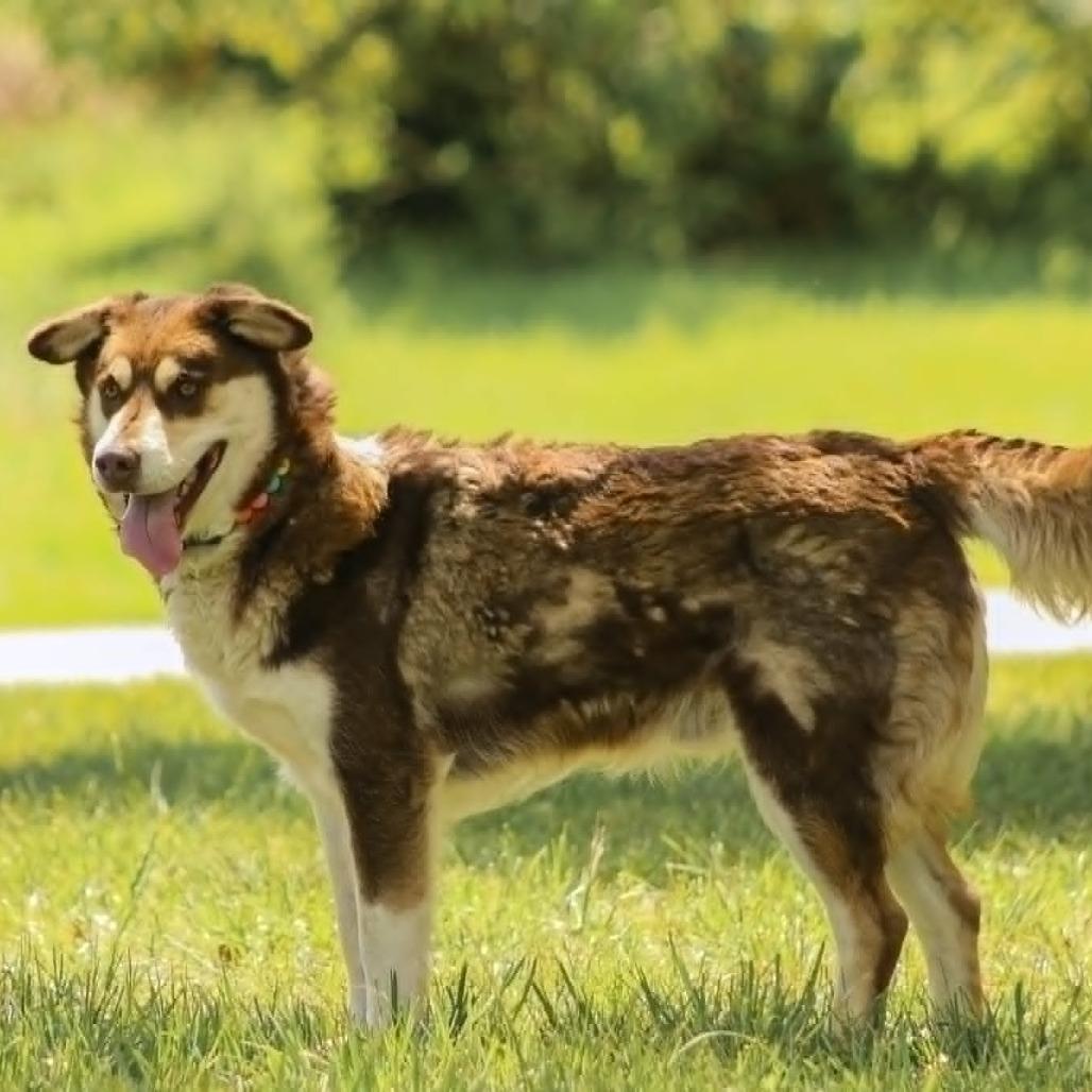 Enlarge Wolfie, a Adoptable mixed breed in Madisonville, KY image 6/6