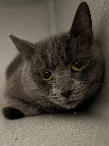 Mja, Adoptable, Adult Female Domestic Short Hair & Domestic Short Hair.
